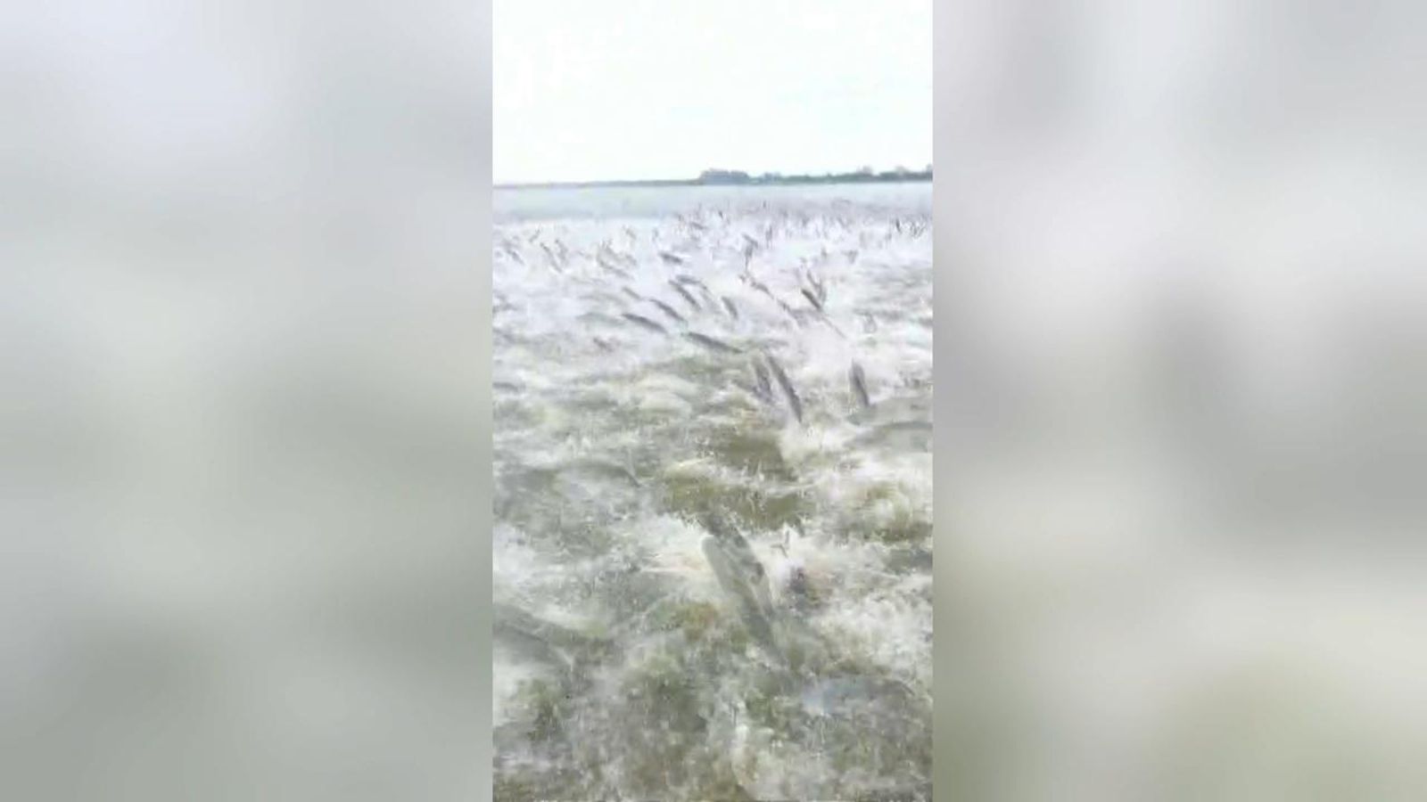 Espectacular pluja de peixos a l'Albufera