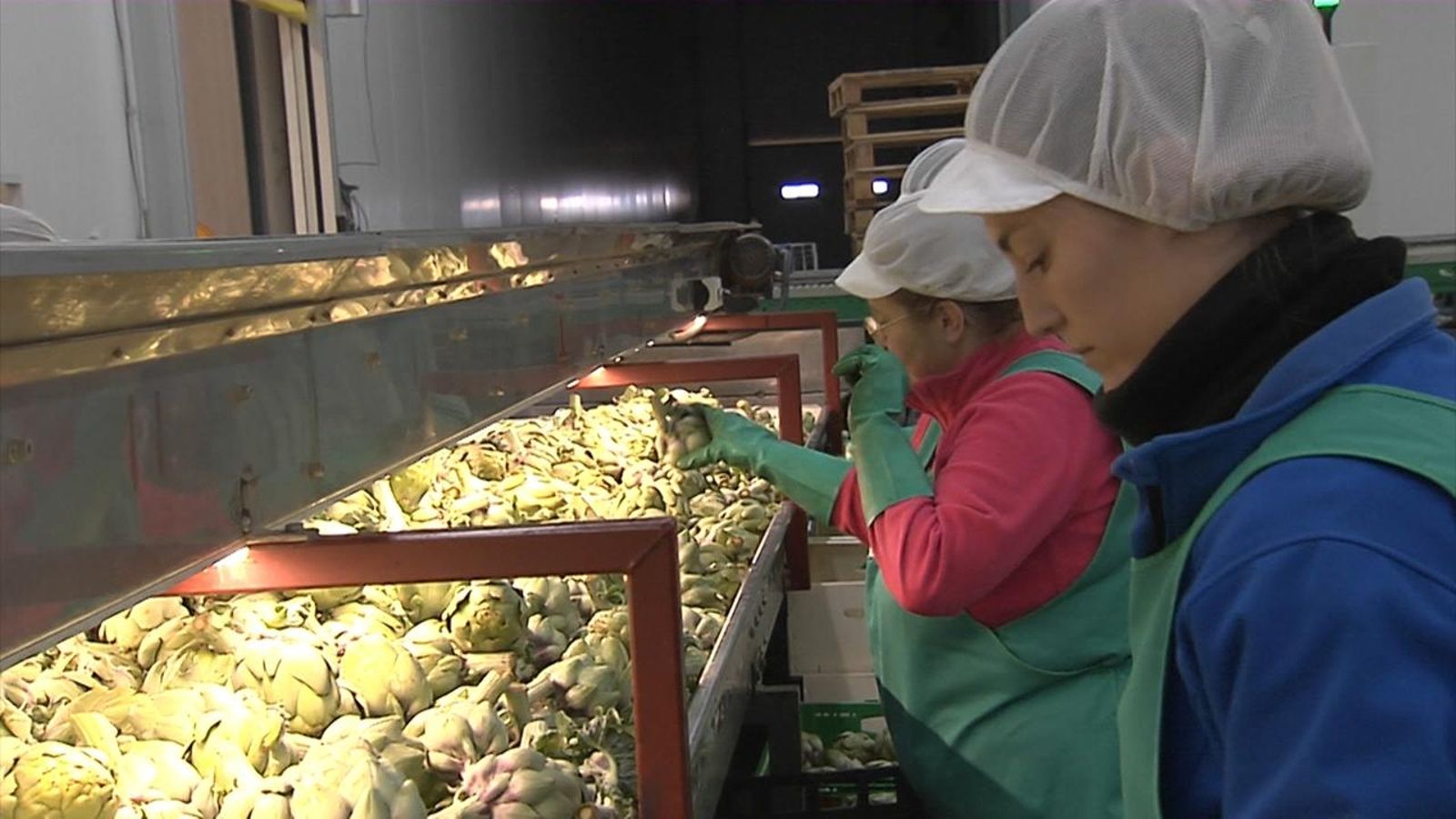 Les pluges torrencials han afectat la producció de carxofa