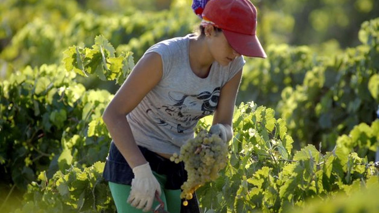 Una treballadora agrícola en una imatge d'arxiu