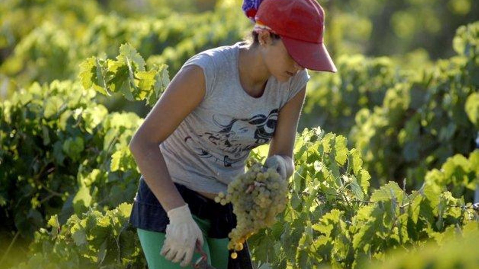 Una treballadora agrícola en una imatge d'arxiu