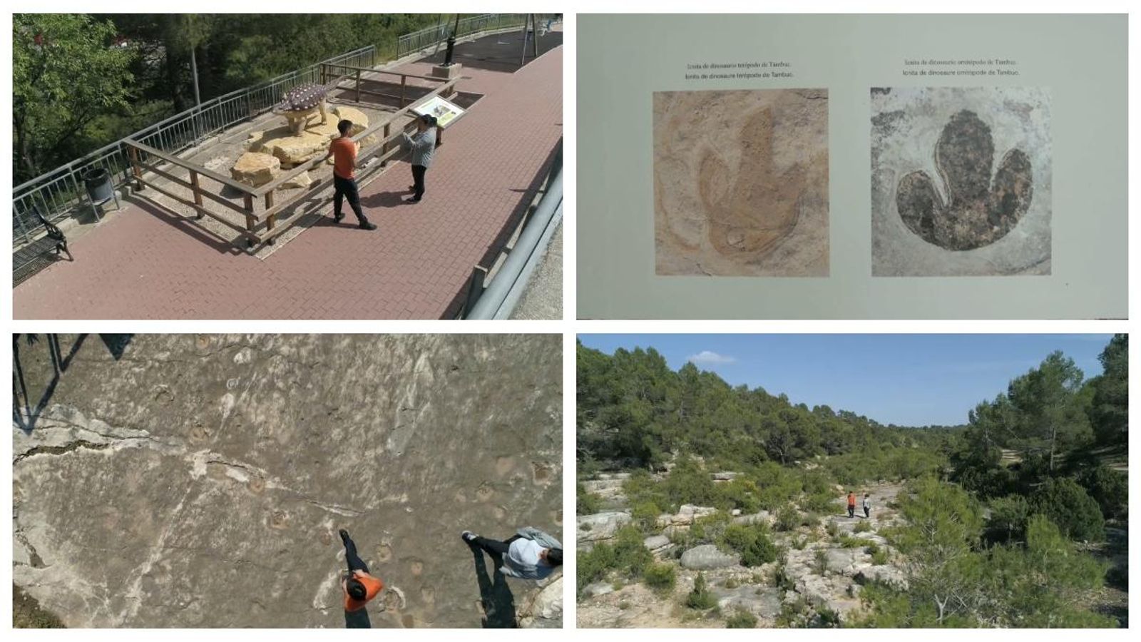 L'alta densitat d'icnites (petjades) d'alguns sectors indica que, en el seu moment, degué ser un lloc de pas molt freqüentat per aquesta varietat de dinosaures bípedes.