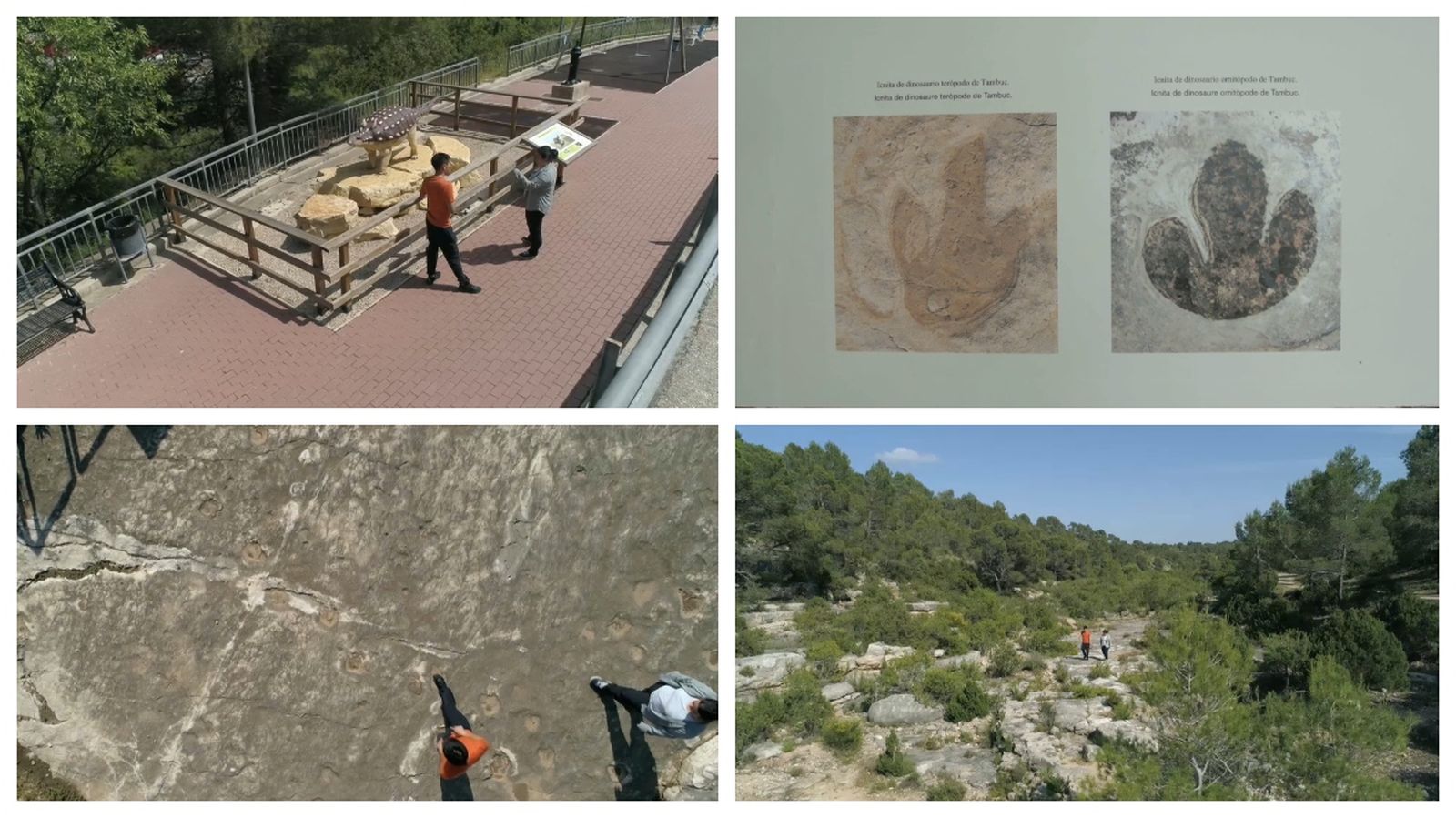 L'alta densitat d'icnites (petjades) d'alguns sectors indica que, en el seu moment, degué ser un lloc de pas molt freqüentat per aquesta varietat de dinosaures bípedes.