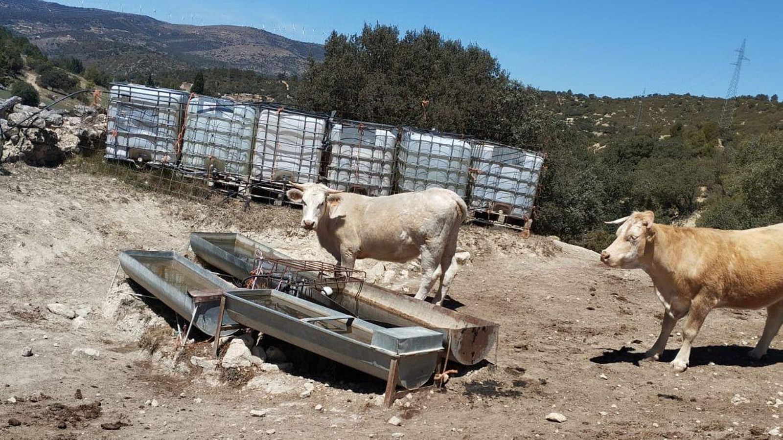 Molst animals hauran de ser sacrificats per la manca de pluja