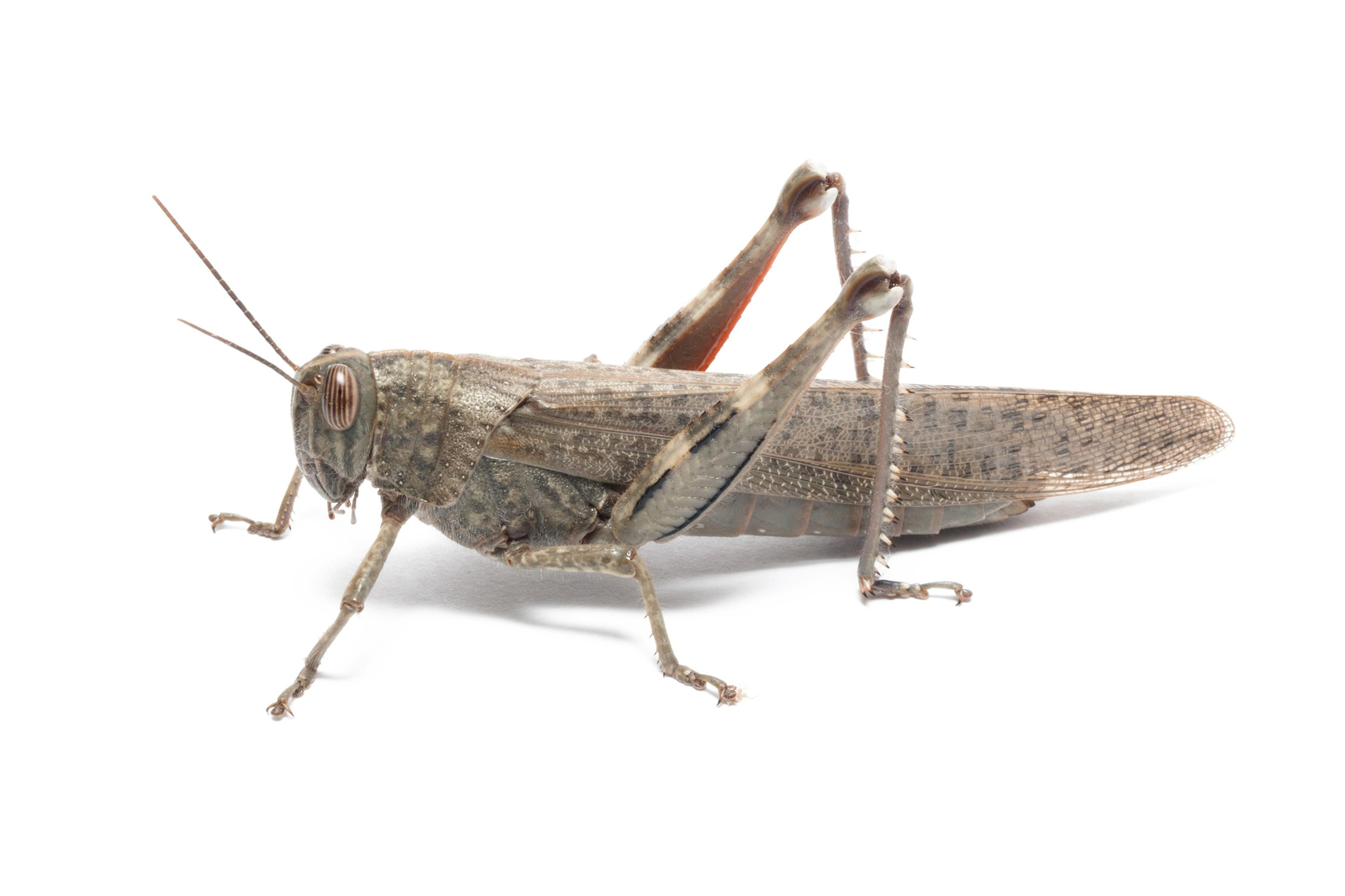 Saltamartí migratori ('Locus migratoria')