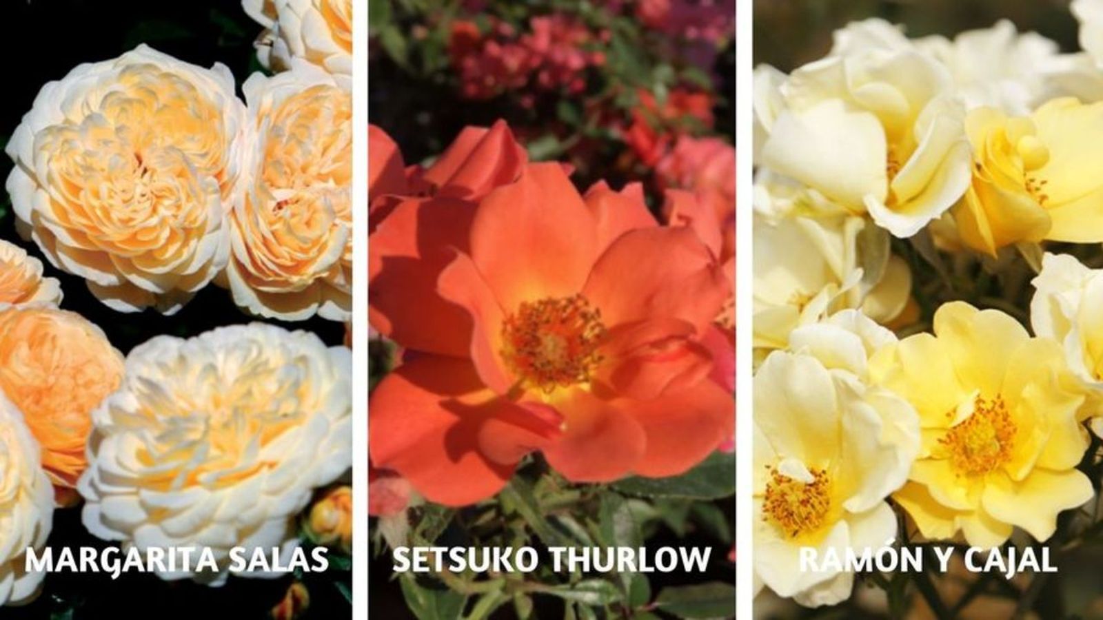 13.10.2021 | Tres roses dedicades a personalitats