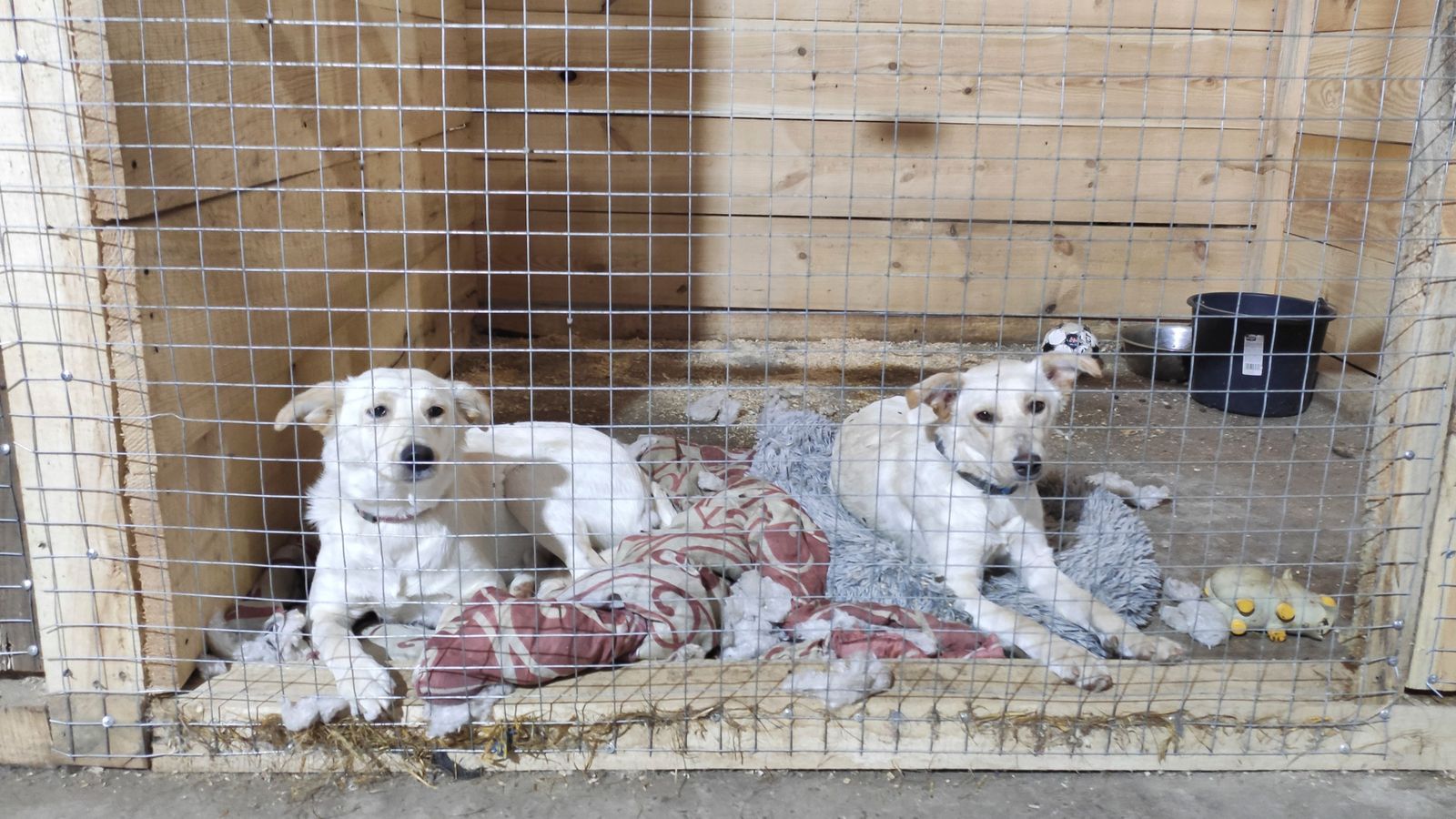 Dos gossos rescatats en la Llar per a Animals Rescatats en Leópolis