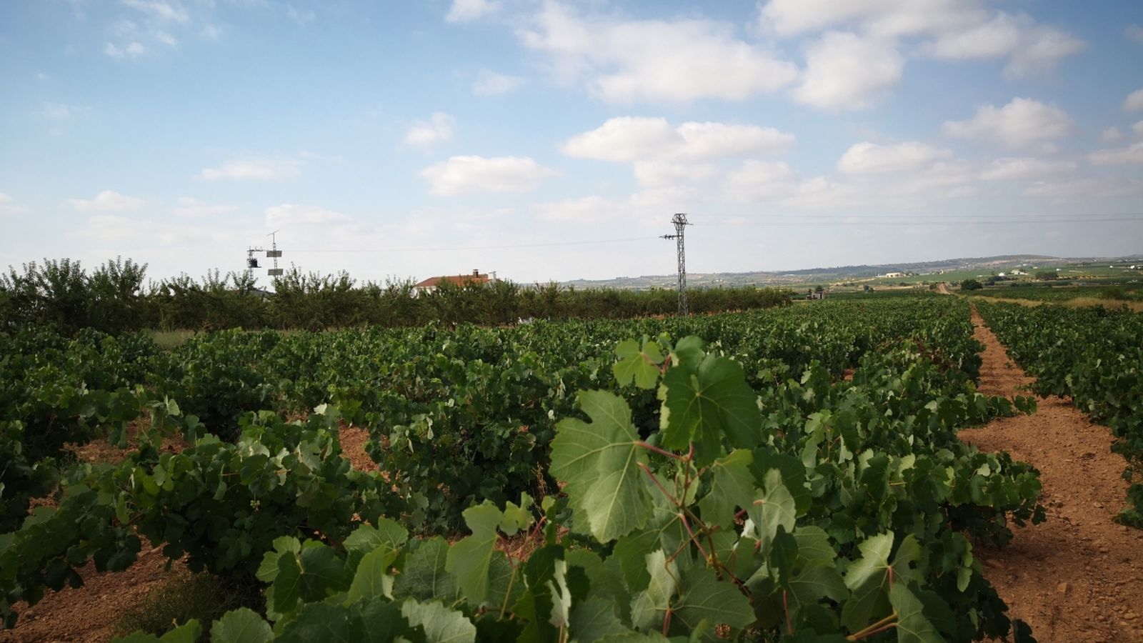 El TSJCV avala la llibertat dels viticultors per a triar la denominació d\'origen