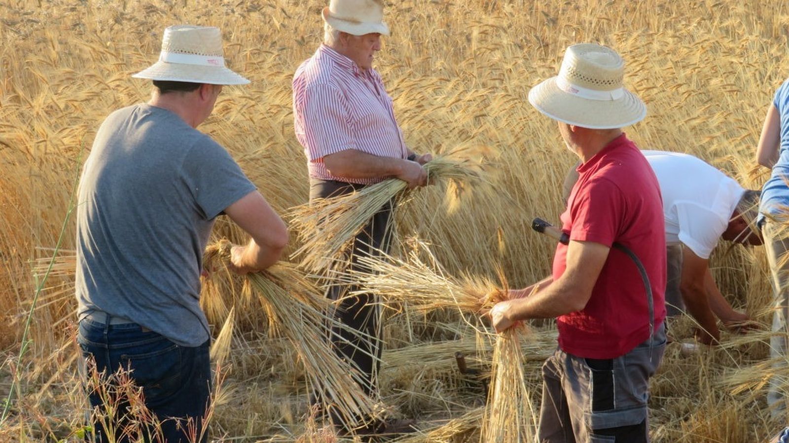 La sega del blat de la Marina