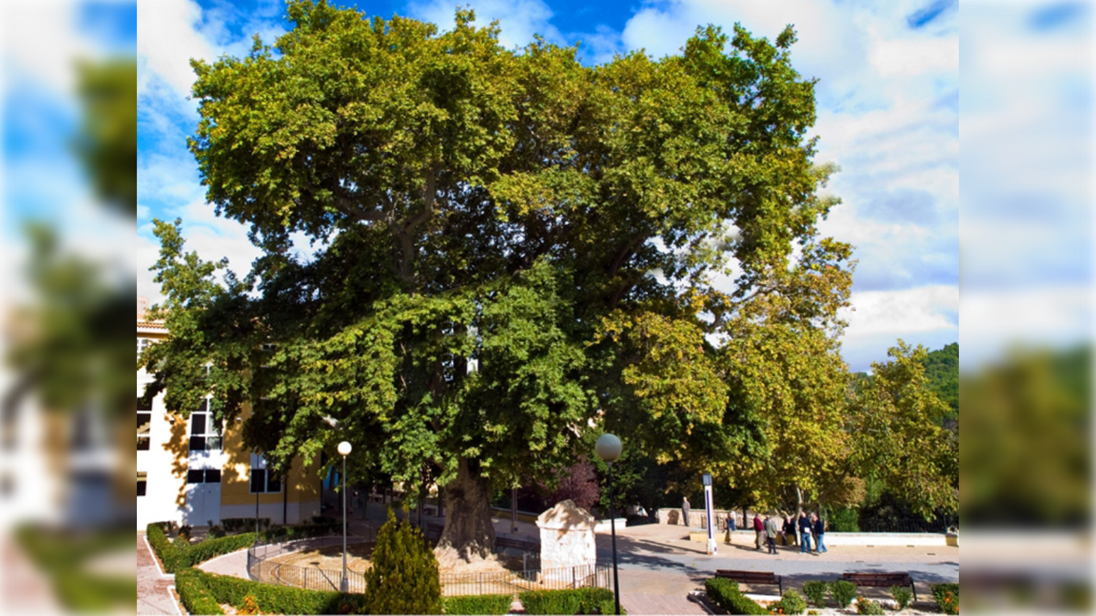El plàtan monumental de Biar