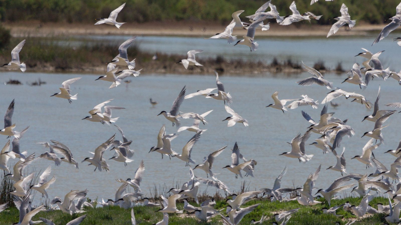 Exemplars de gavina capnegra en el Racó de l'Olla