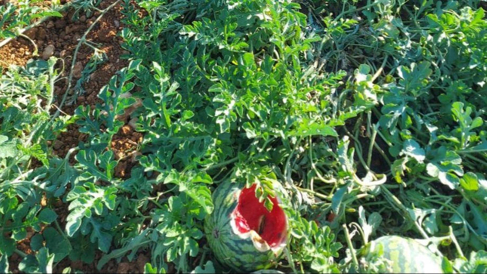 Melons d'alger desbaratats pel pas dels senglars Melons d'Alger desbaratats pel pas dels senglars