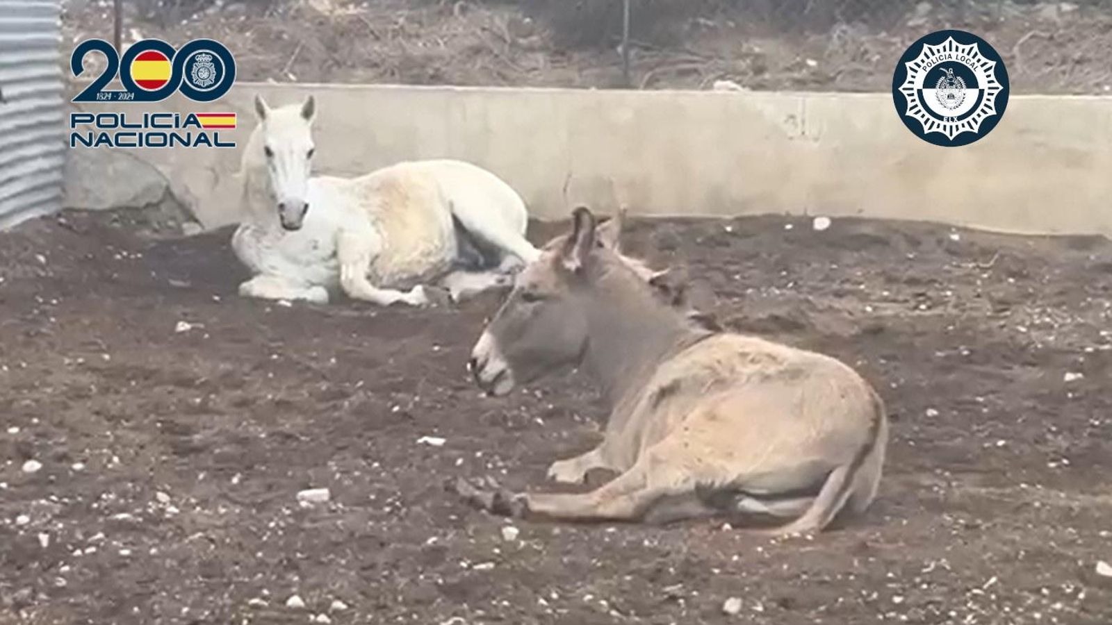 Els dos animals