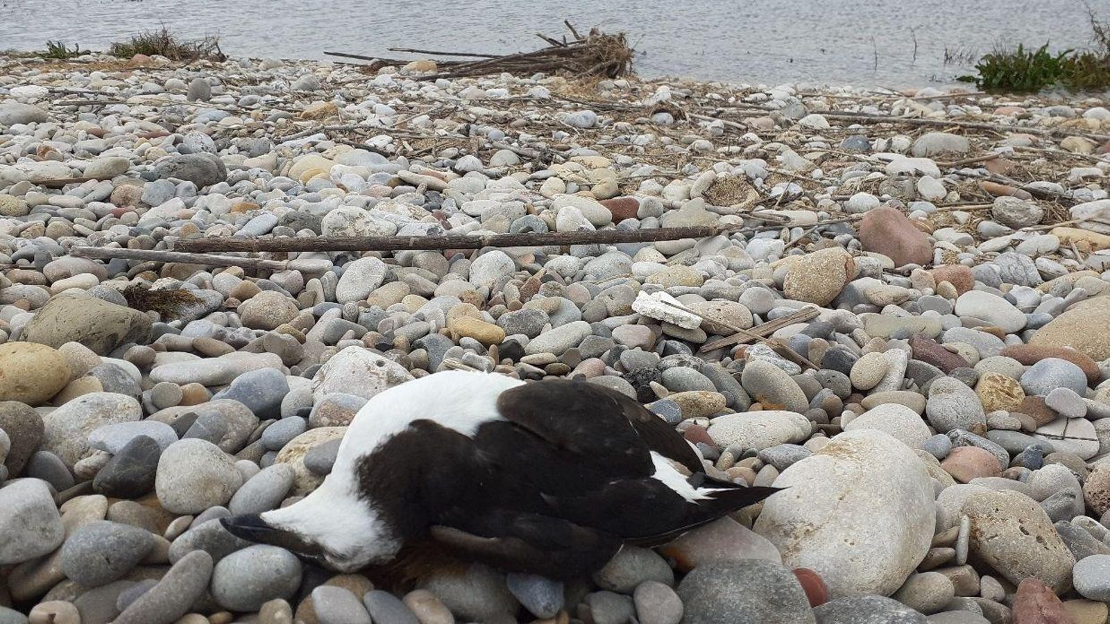 Alguns cauets morts que han trobat els guàrdies rurals del Millars, vora el riu, aquest dimecres