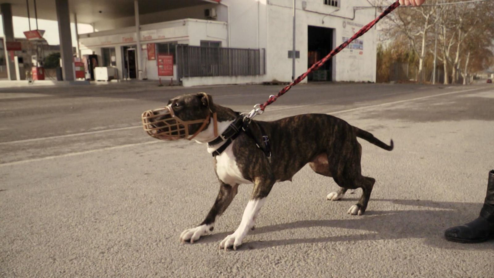 Adiestrem el verb tindre