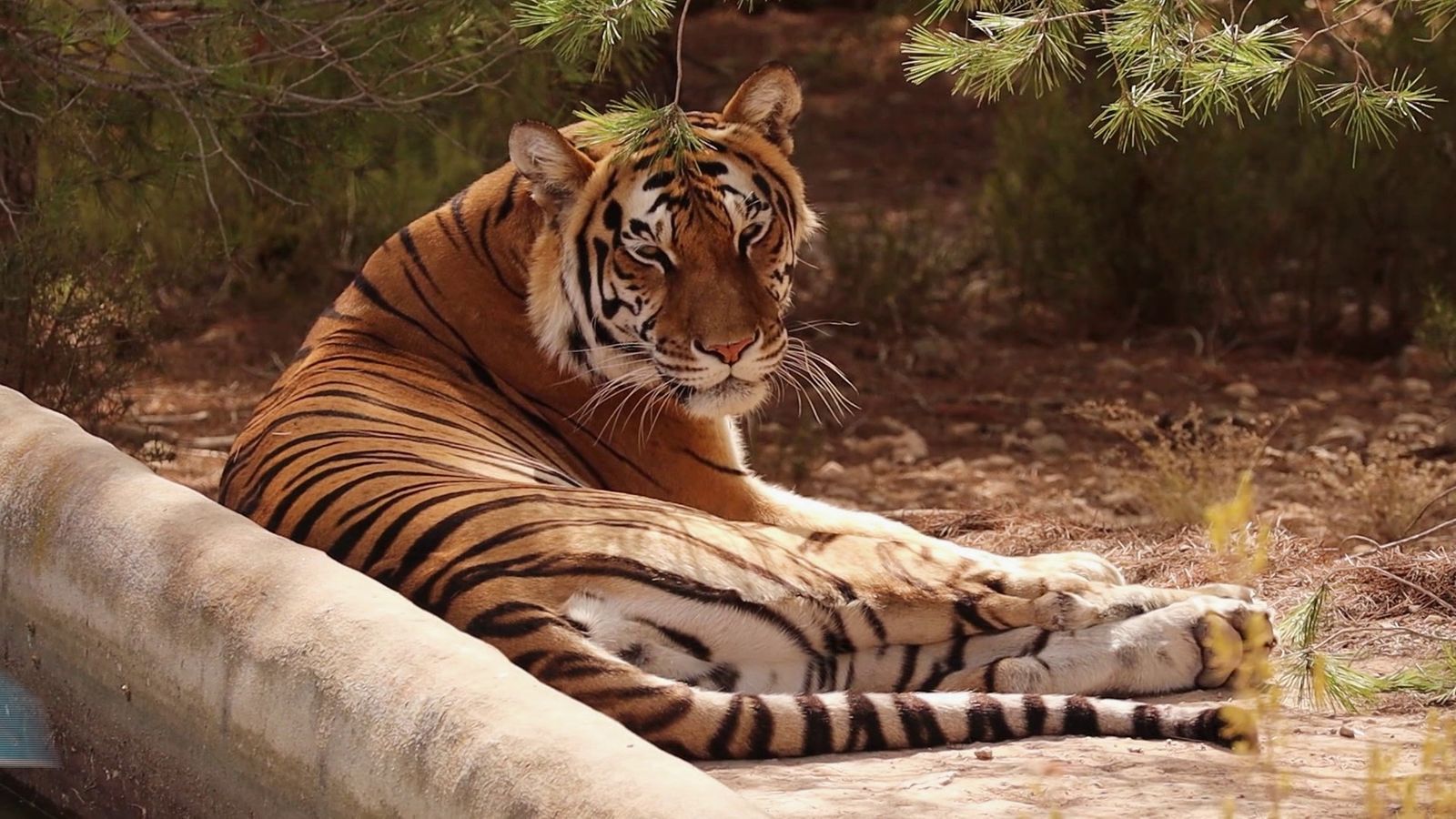 28.06.2026 |  El tigre sona