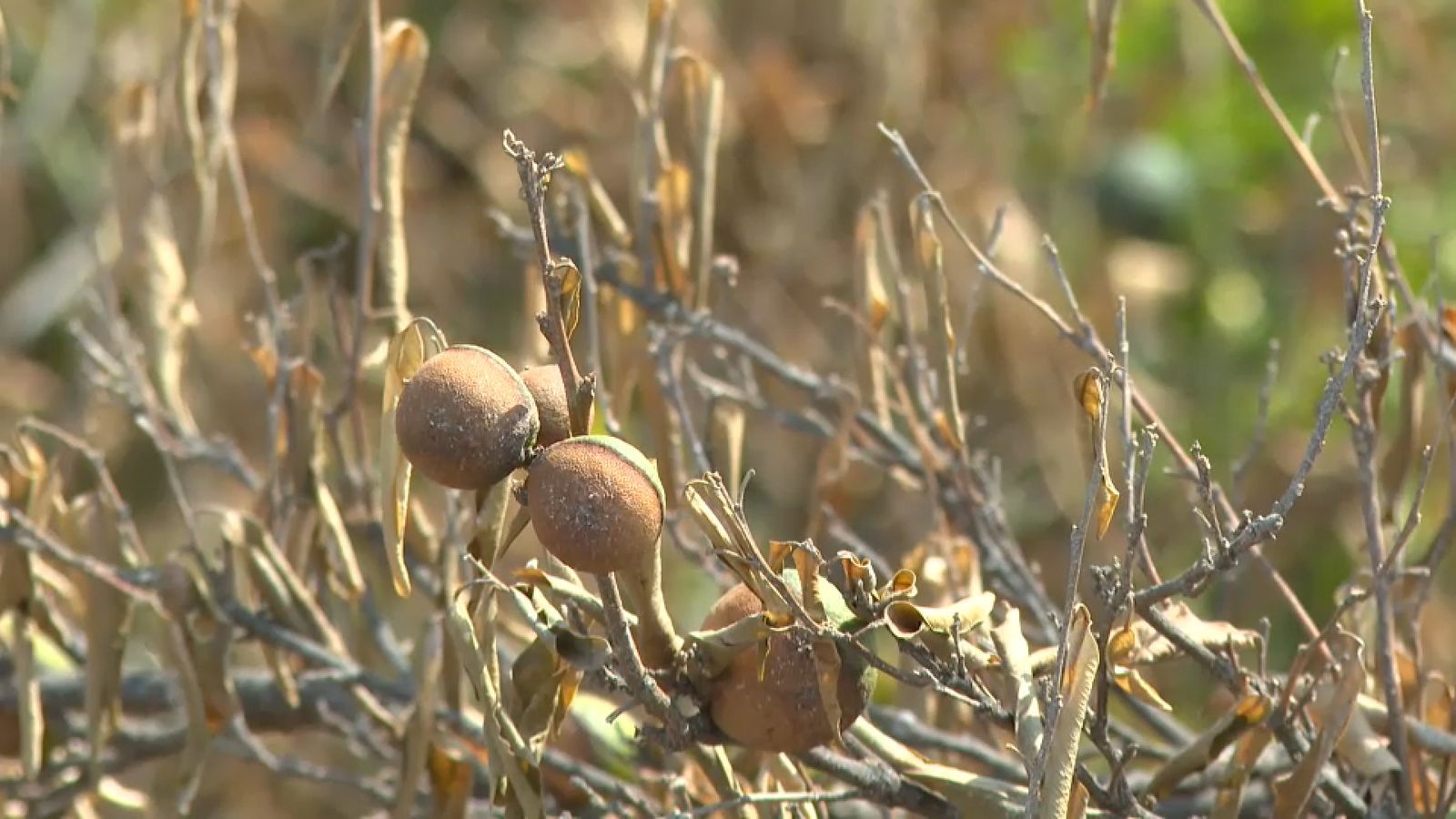 La collita de clementines afectada per l'incendi a la Vilavella