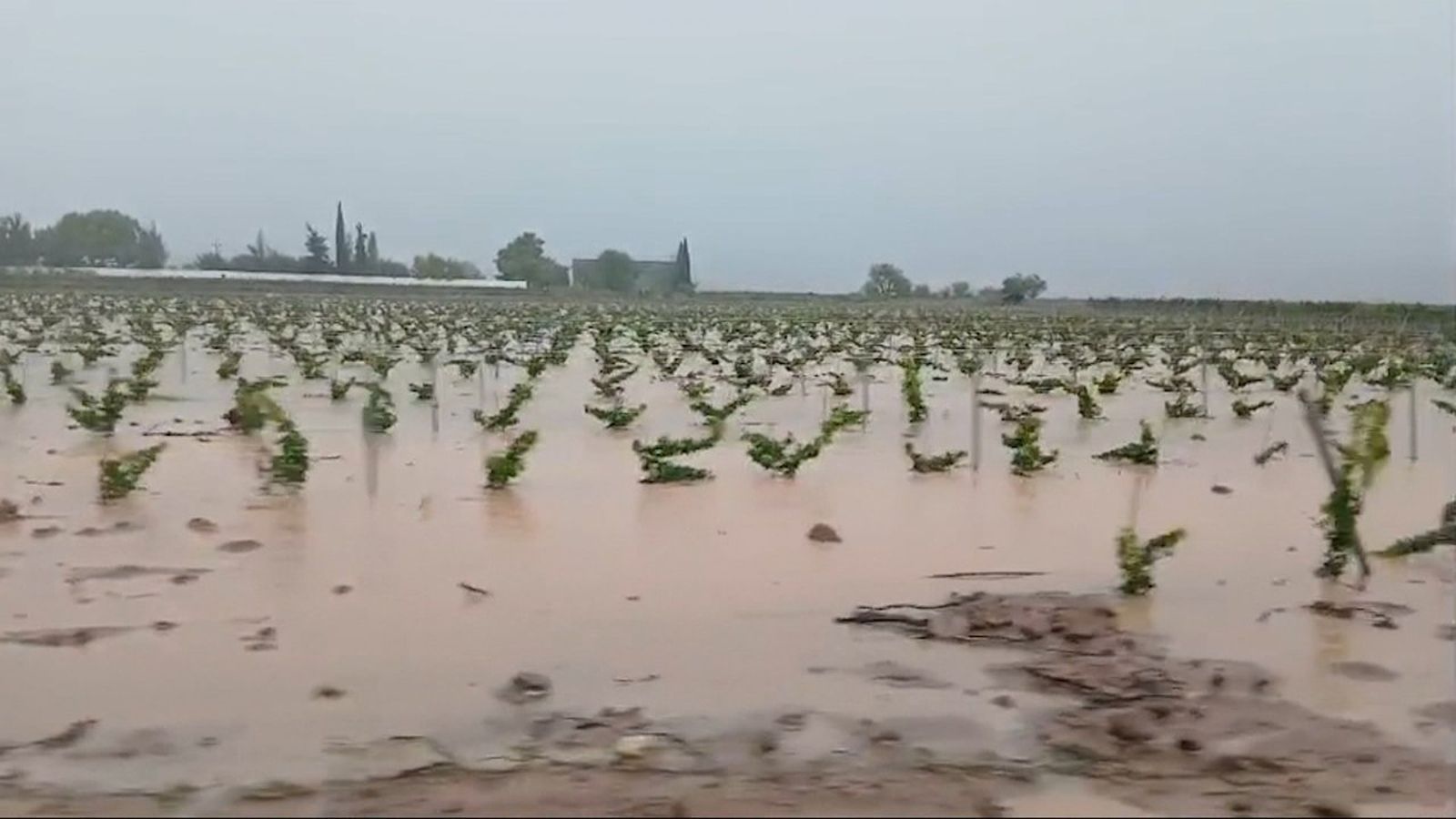 Un camp de vinyes a la Plana d'Utiel-Requena