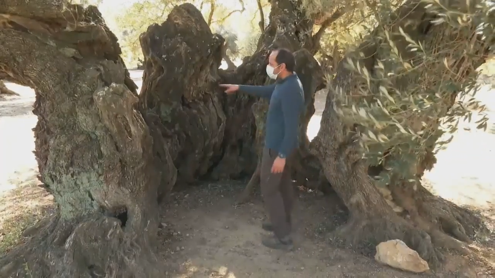 VÍDEO | Amador Peset, una vida dedicada a la recuperació de les oliveres mil·lenàries