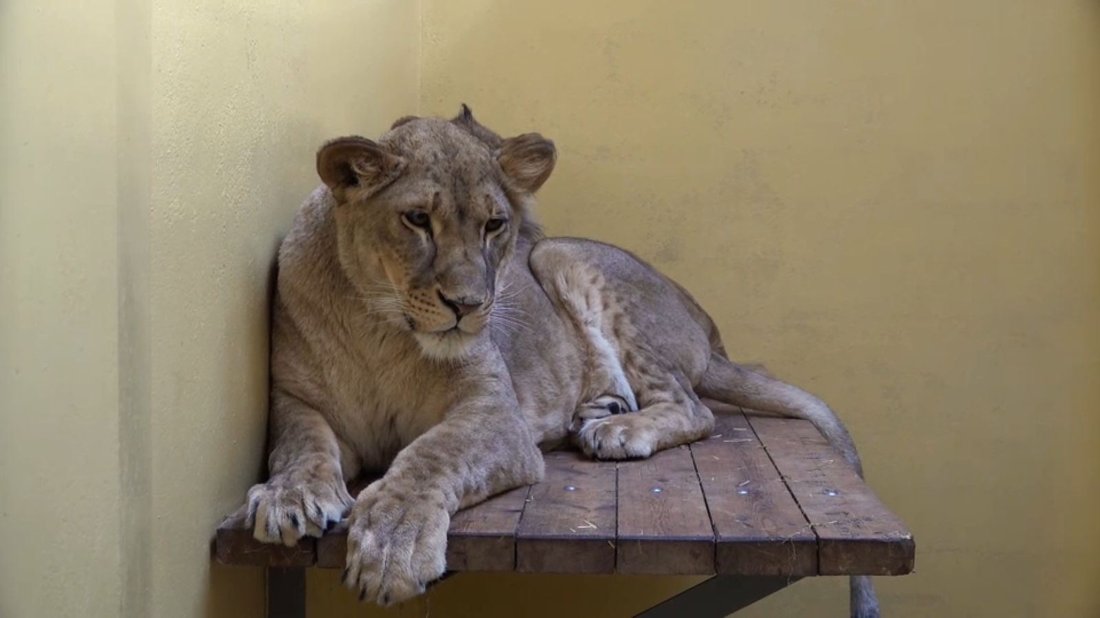 21.05.2022 | Animalades, un món bestial
