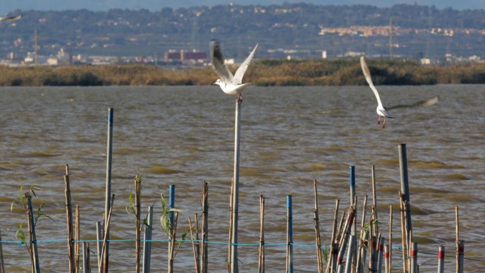 Irene Rodrigo, els quantitatius i la preposició 'de'