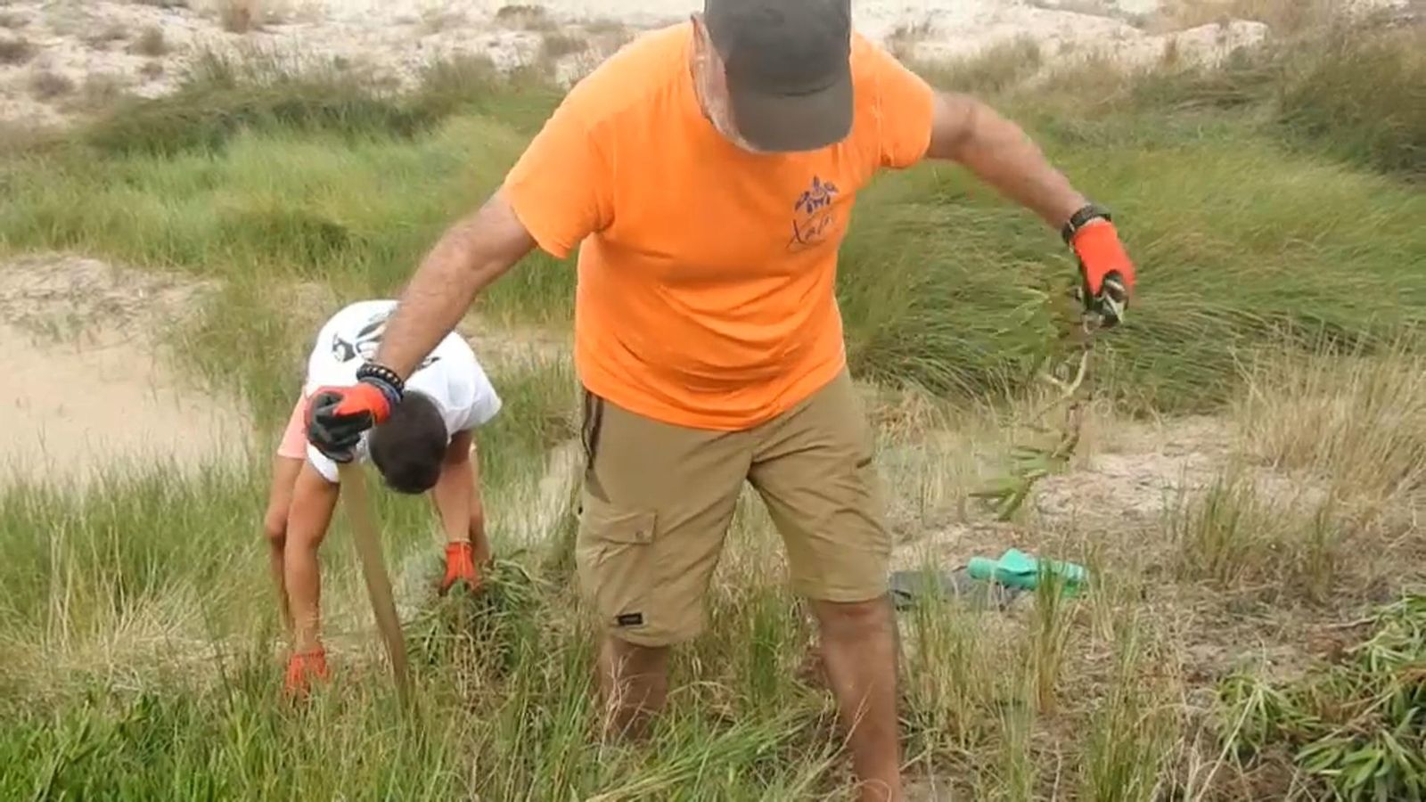 Ecologistes netegen les dunes del Saler de la planta invasora ungla de gat