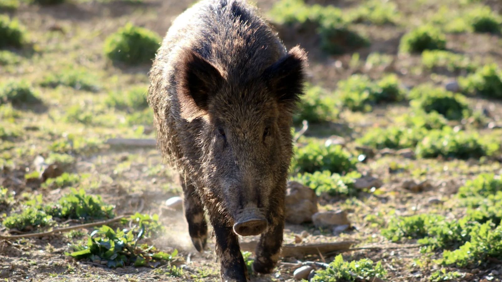 Imatge d'arxiu d'un porc senglar