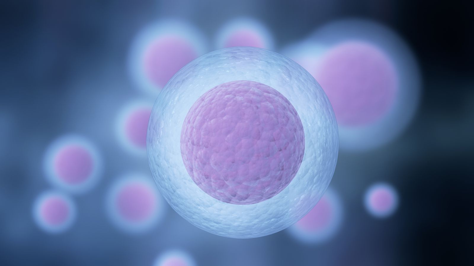 Òvuls humans, en una imatge d'arxiu