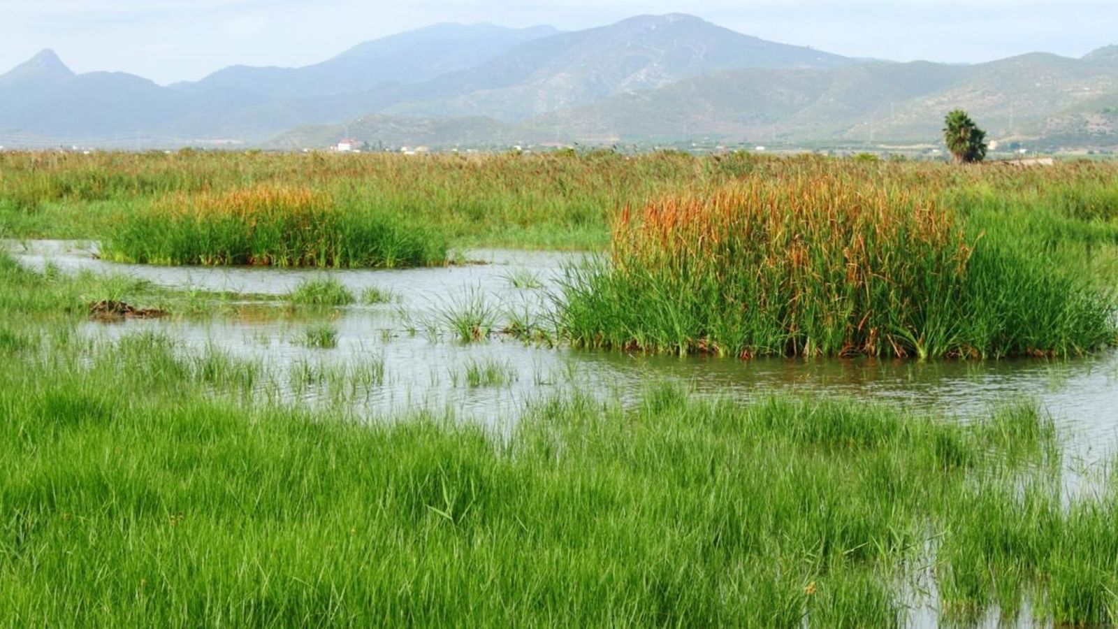 El Parc Natural del Prat de Cabanes-Torreblanca és un dels espais humits de més valor ecològic de la Comunitat Valenciana El Parc Natural del Prat de Cabanes-Torreblanca és un dels espais humits de més valor ecològic de la Comunitat Valenciana