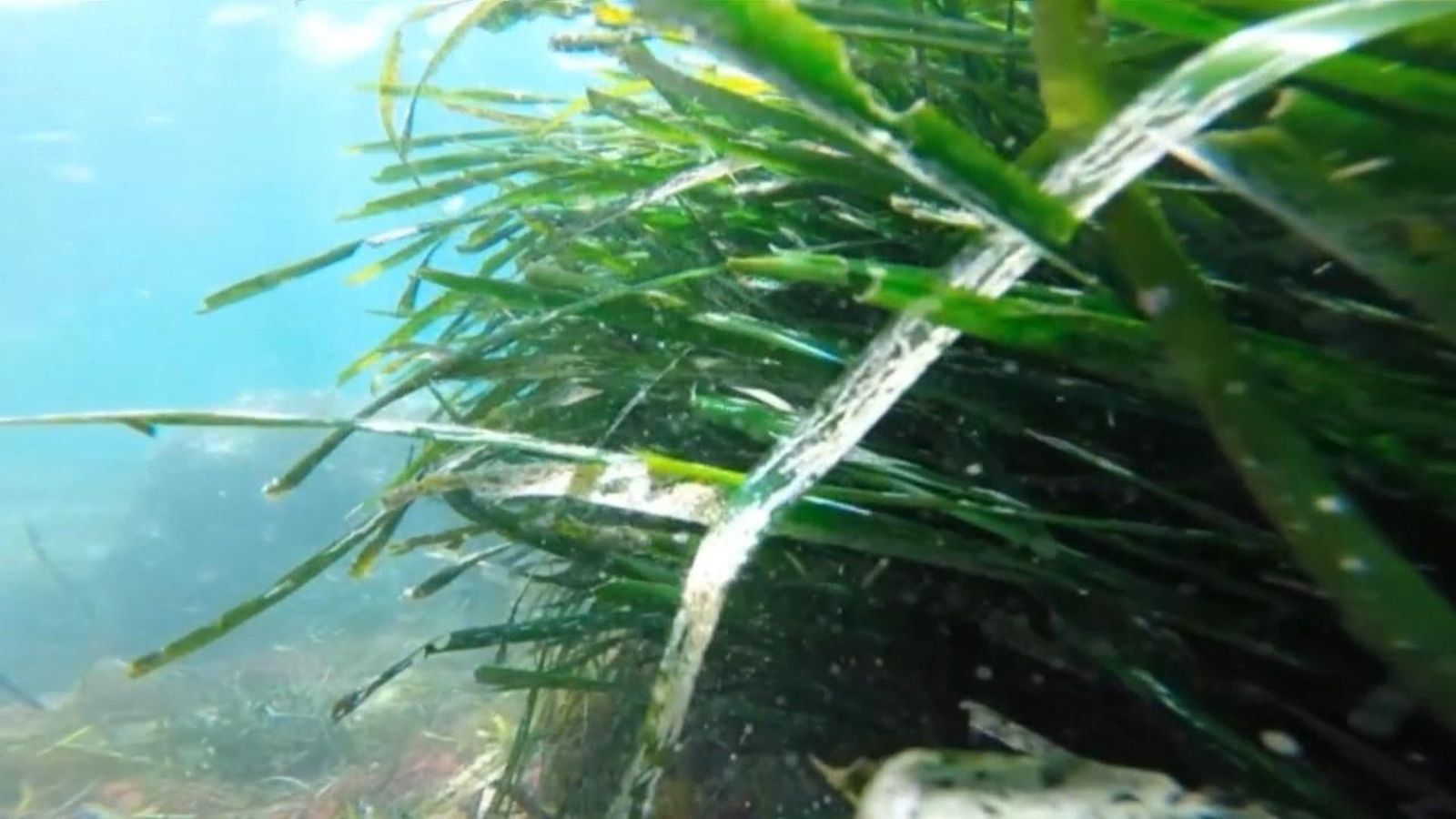 Experts de tot el món demanen als països un compromís per a tindre cura dels oceans