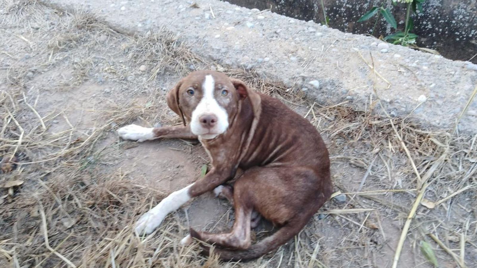 L'animal va passar tota la nit al costat de l'home perdut.