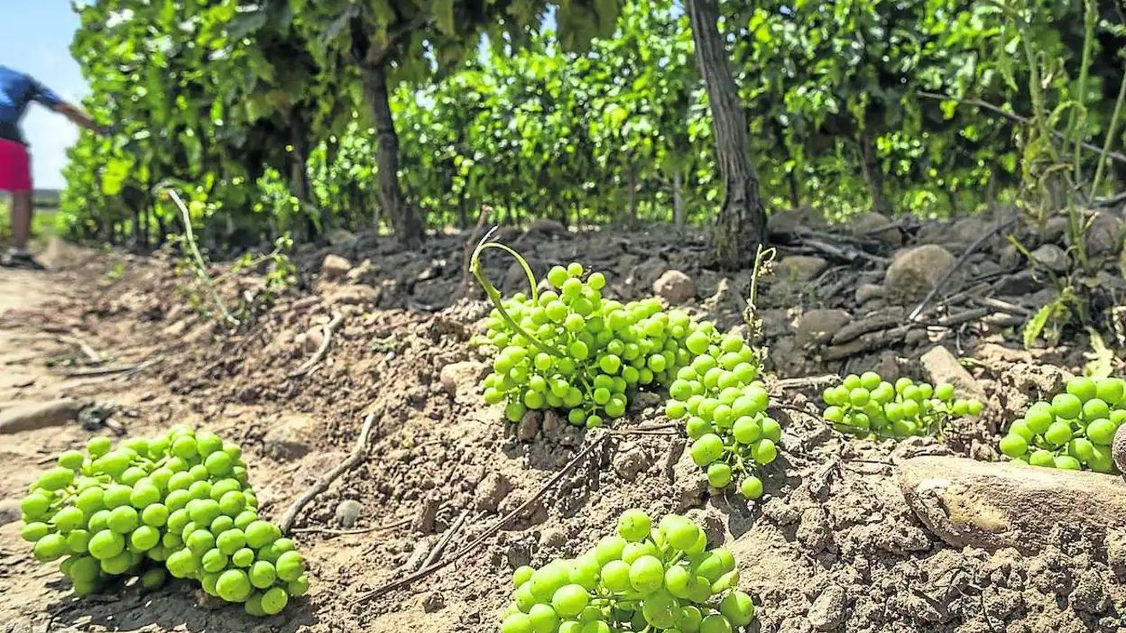 Diversos xanglots de raïm eliminats dels ceps per la pràctica de la collita en verd