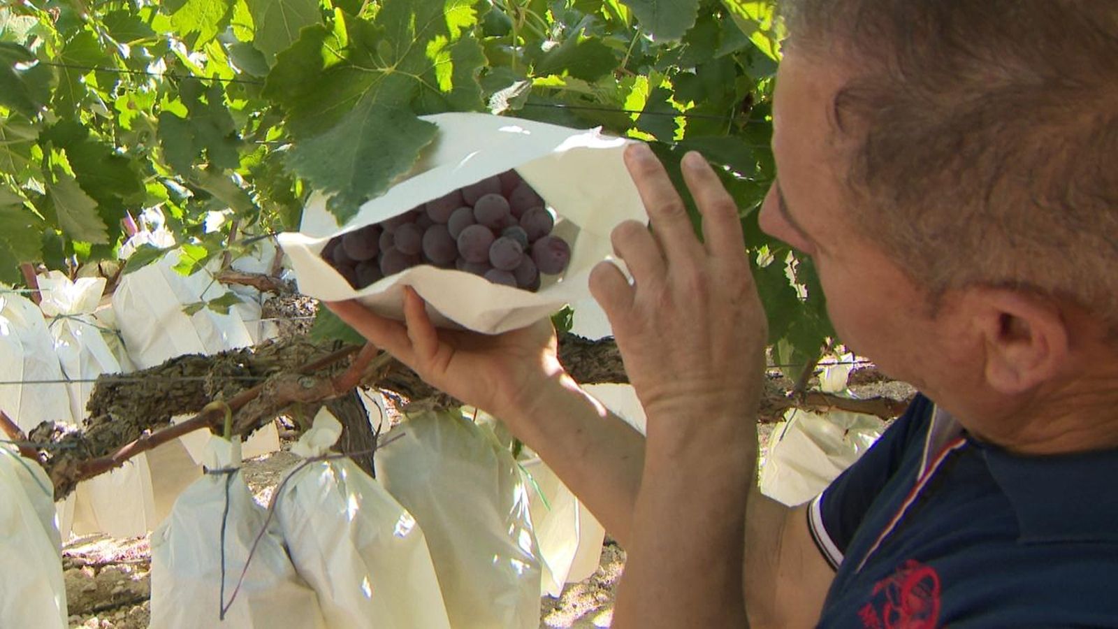 José María Brotons, agricultor de la Romana, mostra un dels xanglots de la DO del Vinalopó