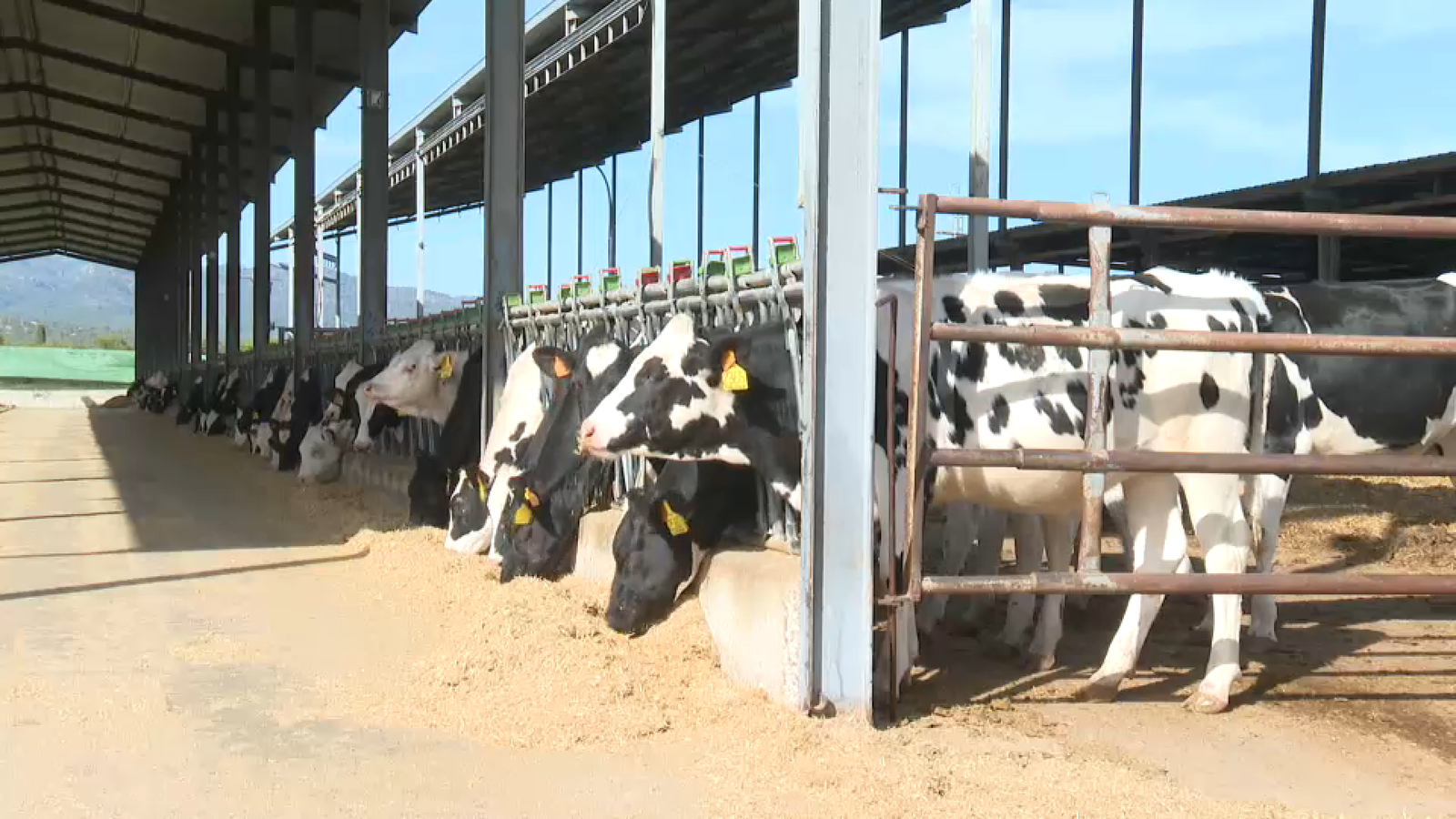 La sequera encareix el ferratge i això podria encarir la llet