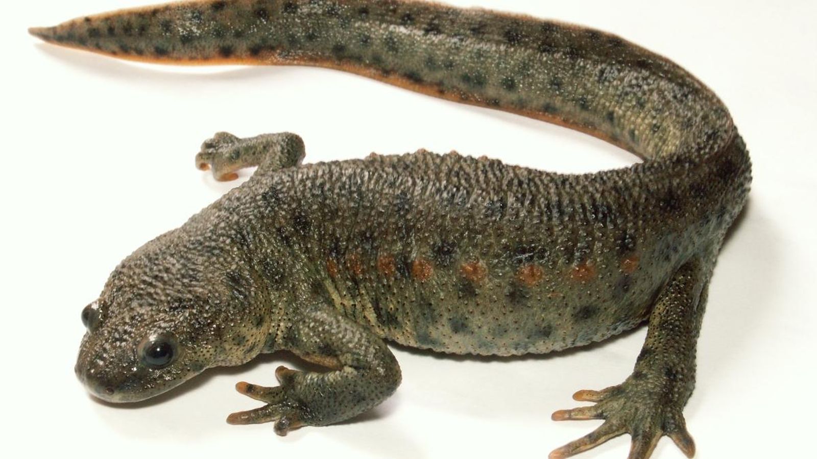 L'ofegabous és l'únic amfibi amb cua que viu a la Comunitat Valenciana