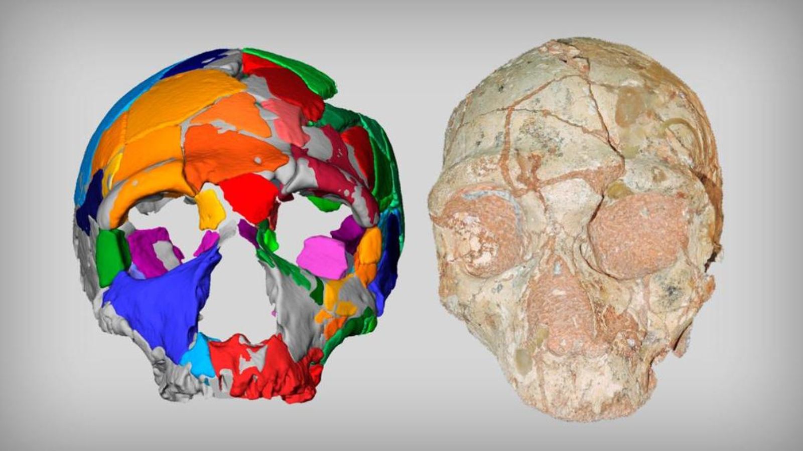 Reconstrucció virtual (esquerra) del crani de neandertal (dreta) de fa 170.000 anys