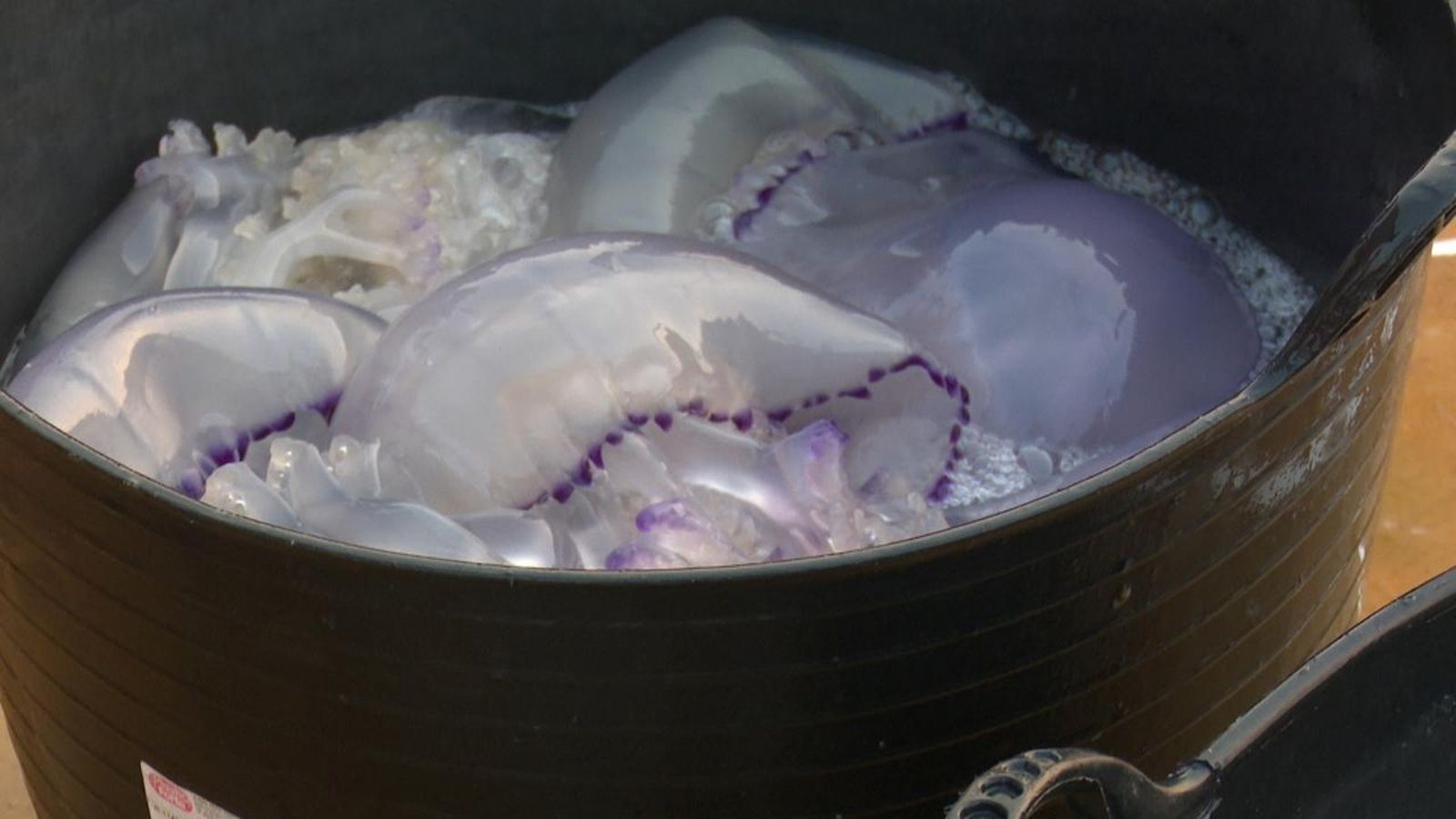 Meduses capturades en un cabàs