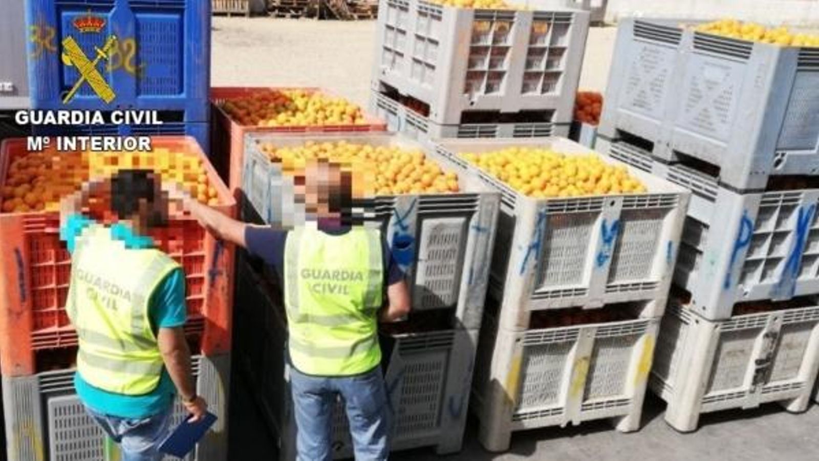 L'operació Abundantia ha conclòs després de 299 inspeccions a establiments agrícoles L'operació Abundantia ha conclòs després de 299 inspeccions a establiments agrícoles