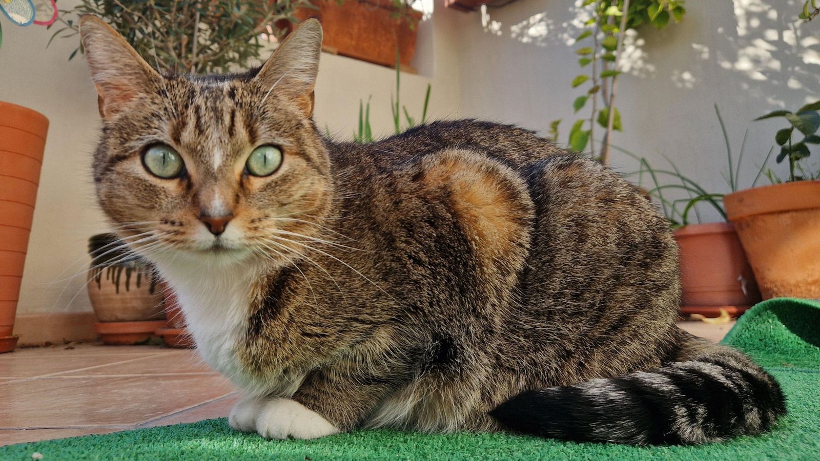 Imatge d'arxiu d'un gat