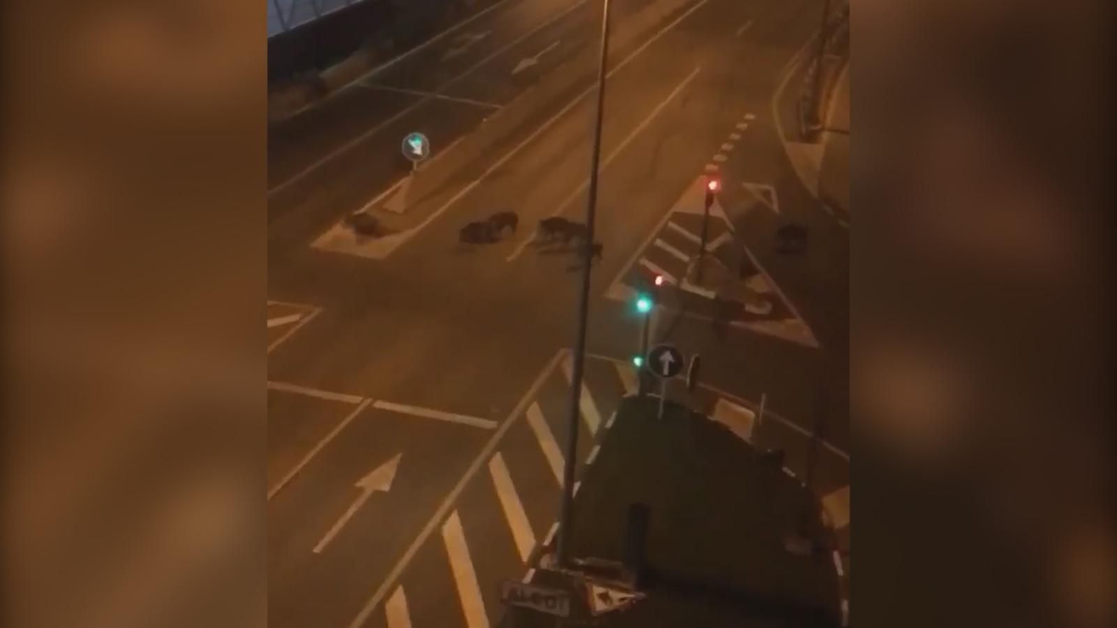 VÍDEO | Un grup de porcs senglars passeja per la carretera d'entrada a la ciutat d'Alcoi