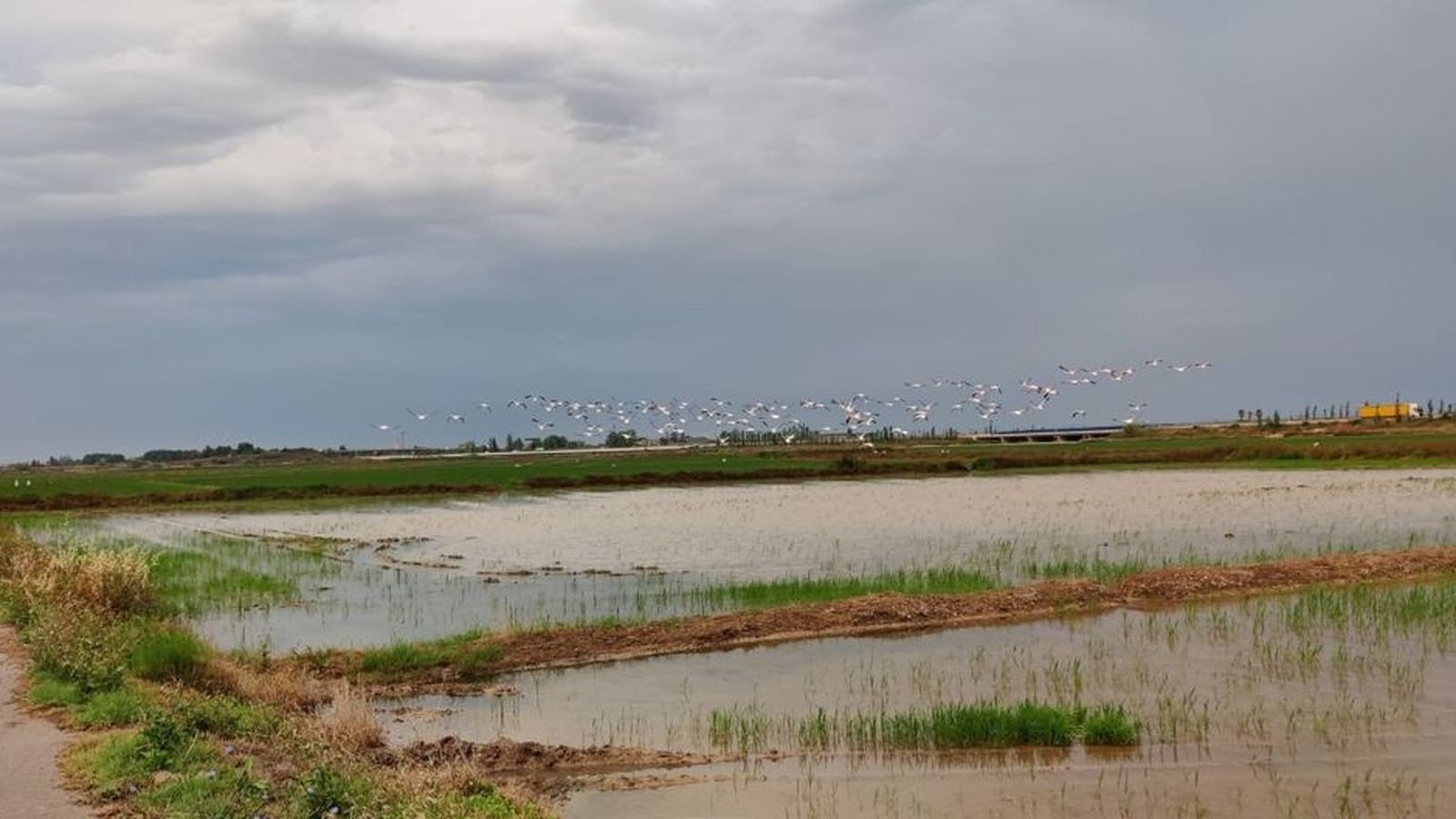 Flamencs a l'Albufera de València
