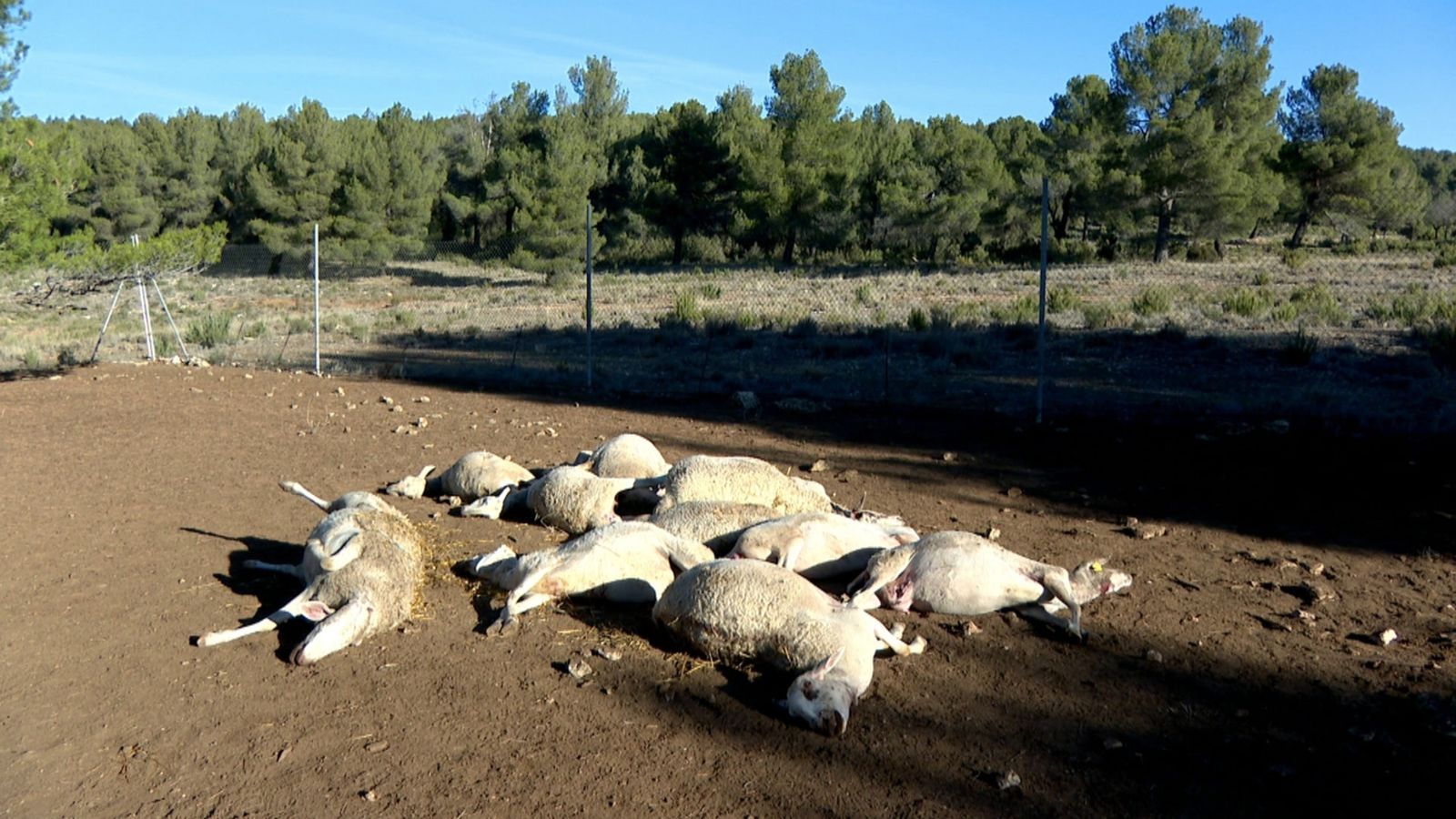 Cossos de les ovelles mortes a Ares dels Oms