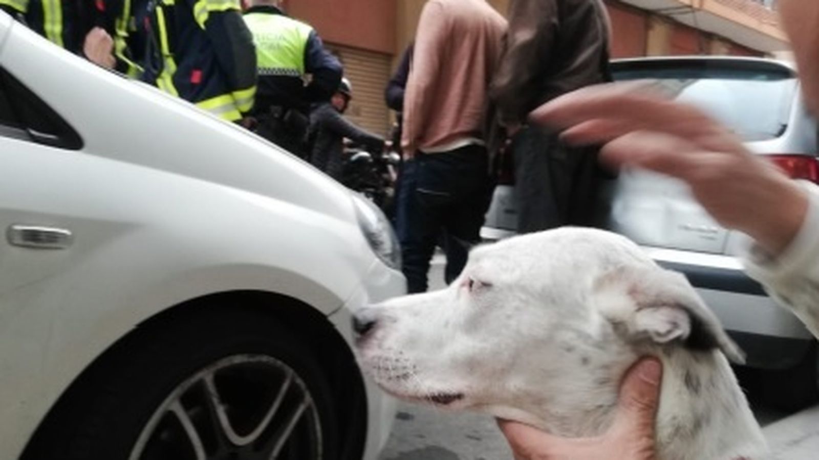 Gos que va caure al carrer des d'un quart pis