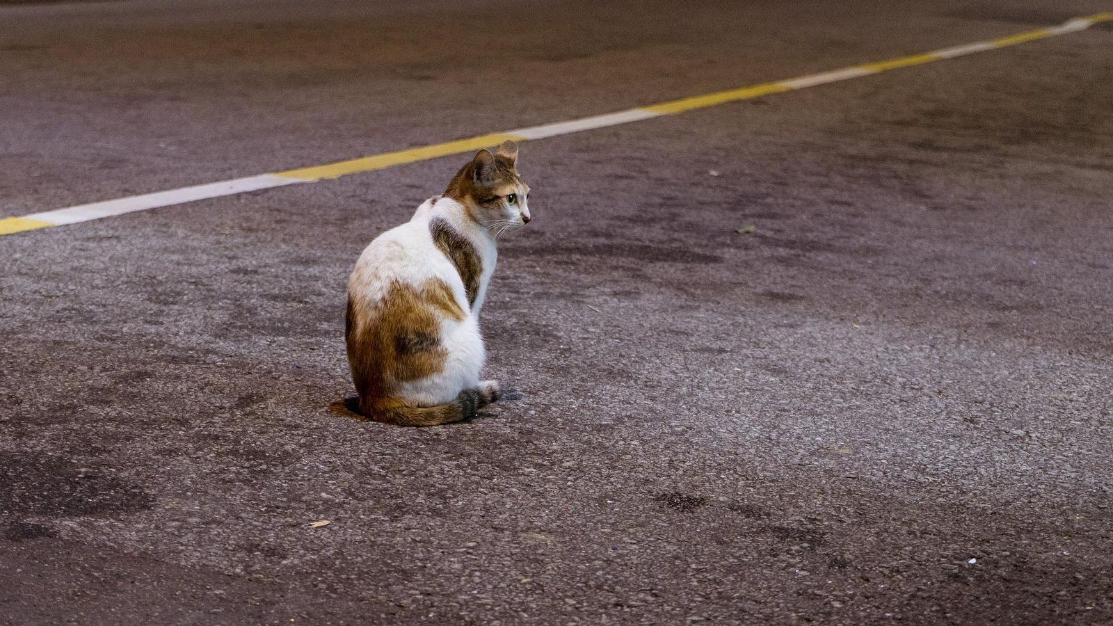 A Espanya la xifra puja a més de 120.500 accidents de trànsit amb implicació d'animals
