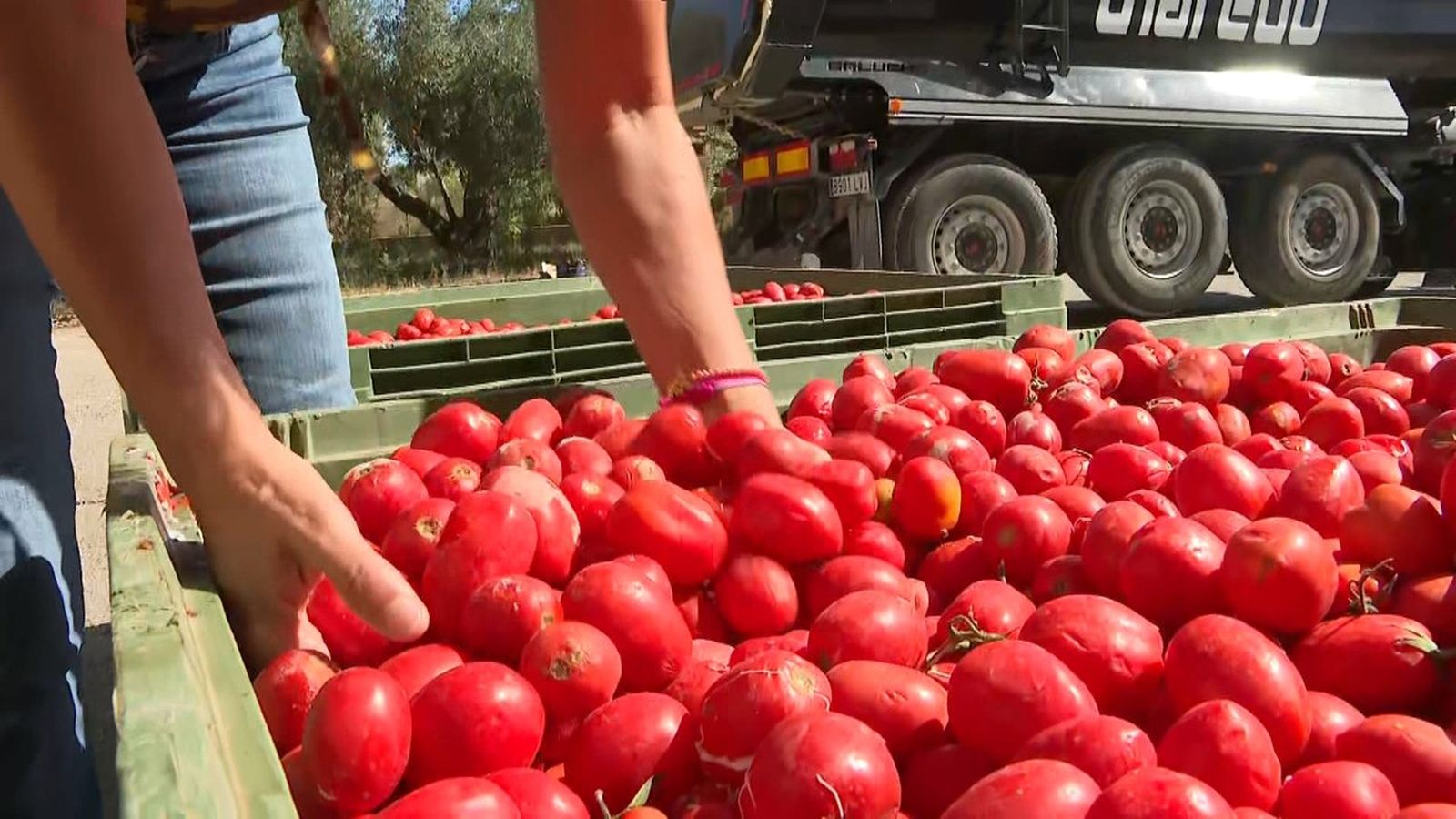 La prèvia de la Tomatina