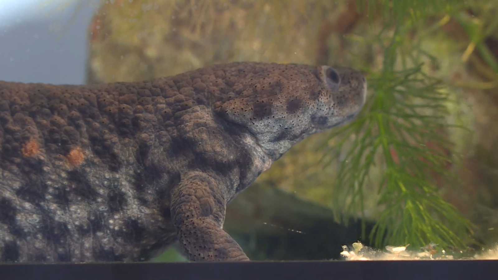 Un ofegabous, espècie protegida