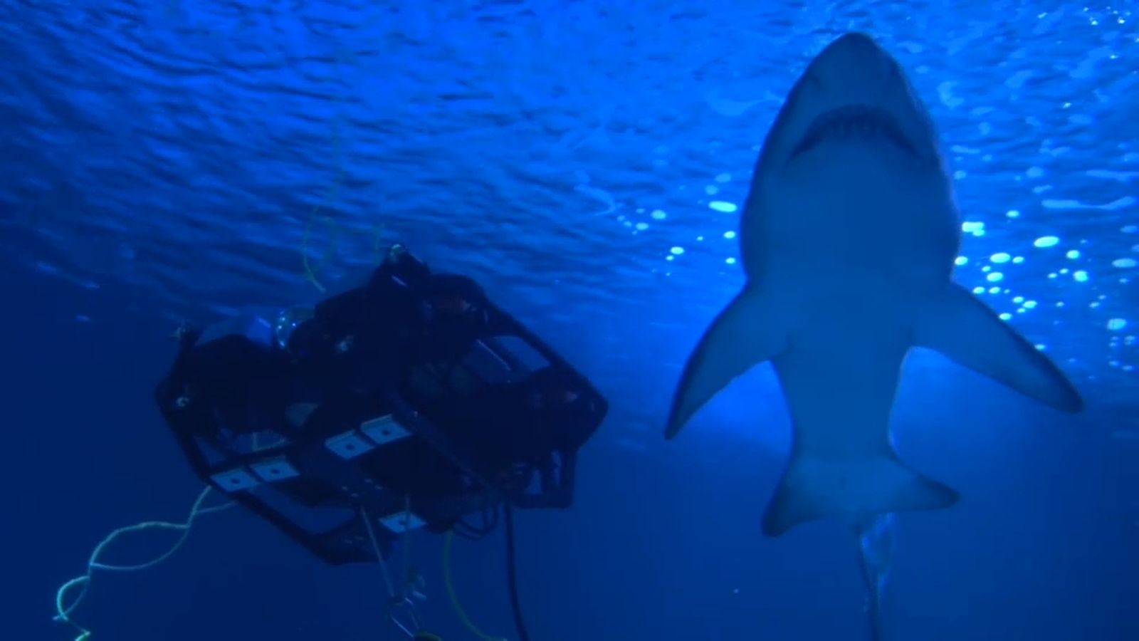 El dron pilotat en remot des del Mobile navega al costat d'un taurò, a l'Oceanogràfic