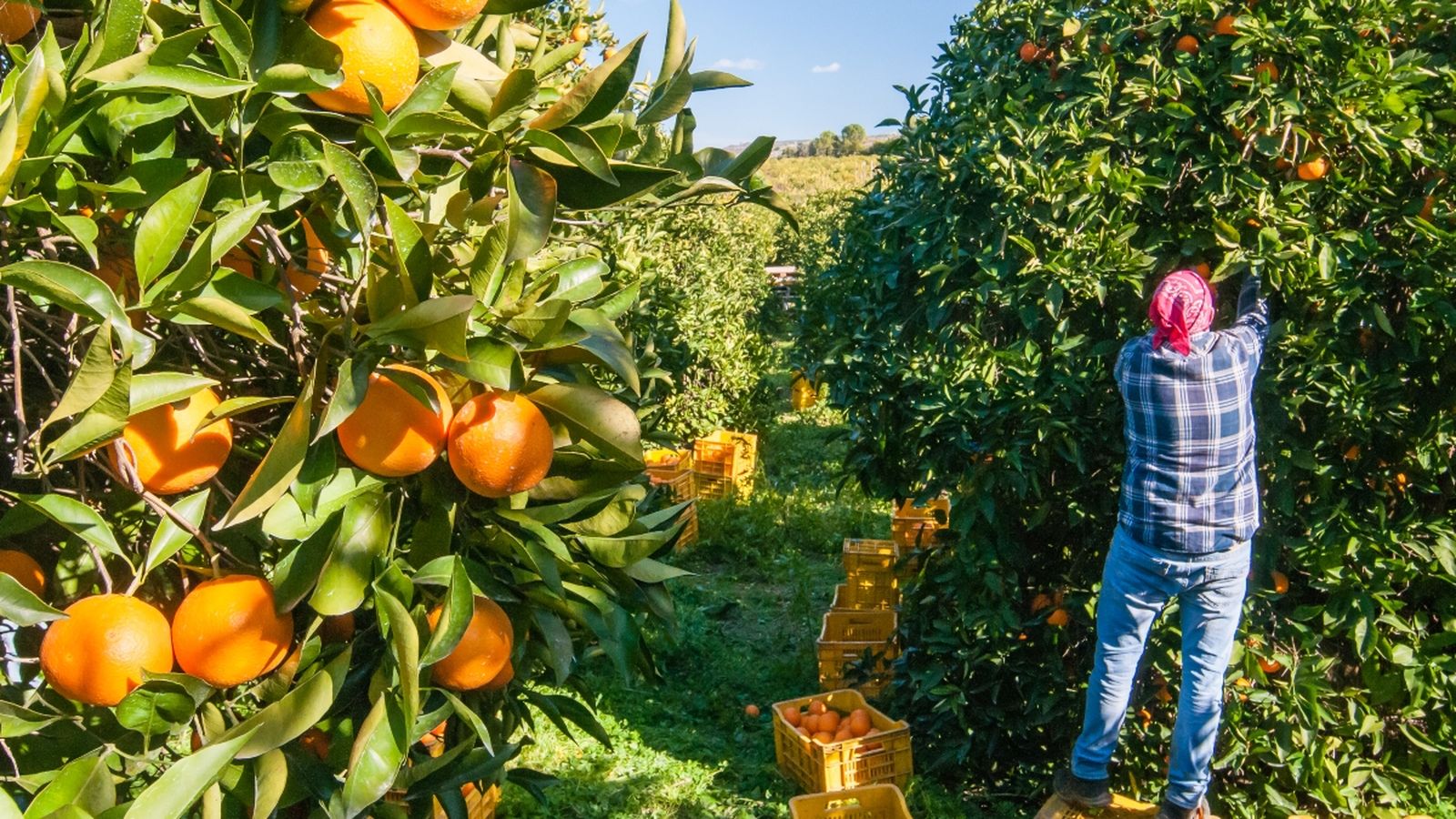 La Unió denuncia que la major demanda dels mercats no s'ha traduït en millors preus per al sector el 2020