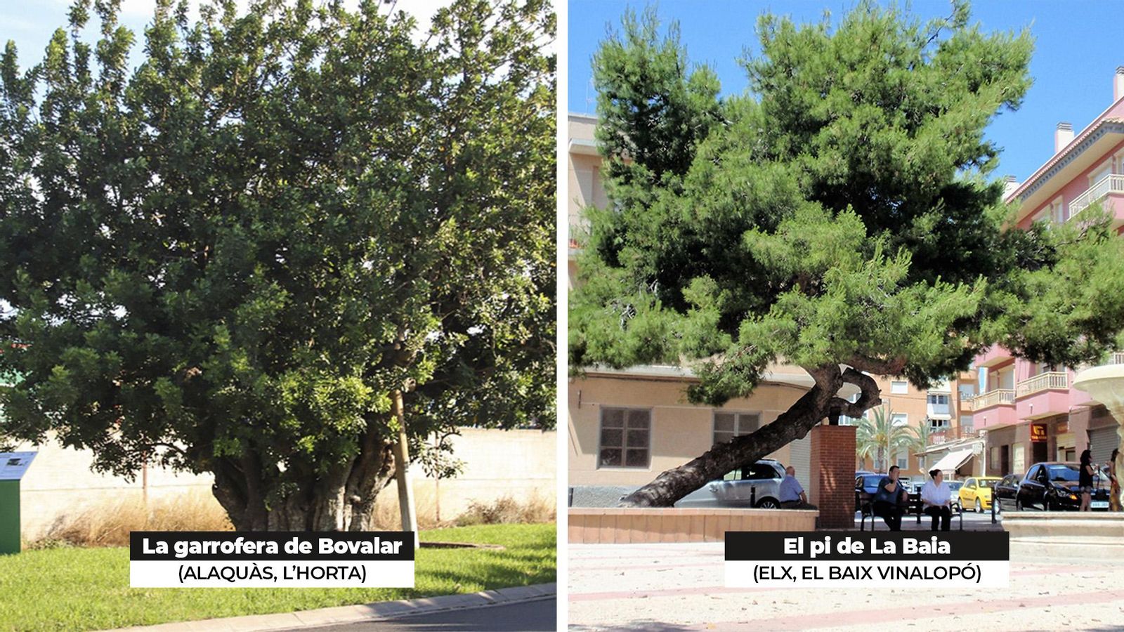 Imatges del candidats valencians a millor arbre | Font: arboleuropeo.es