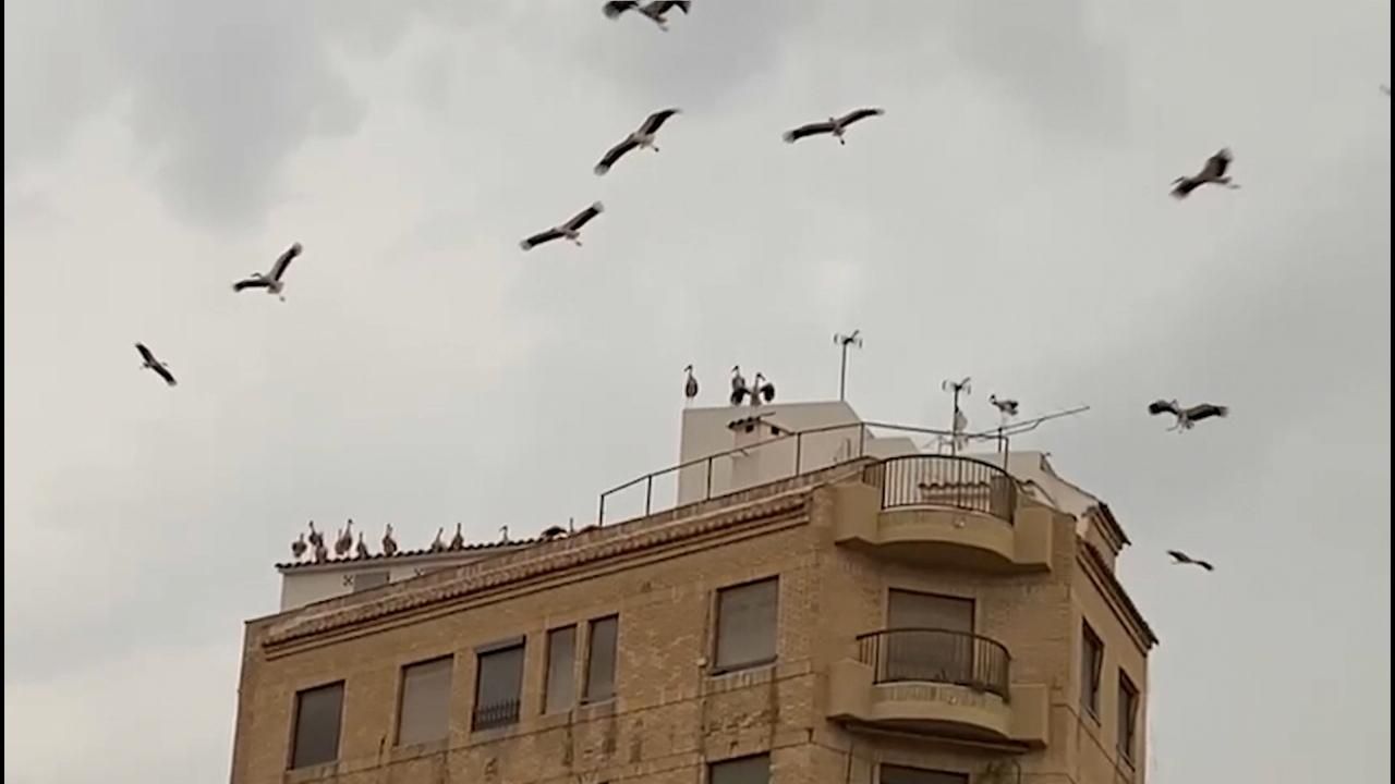 Una bandada de cigonyes ha triat les terrasses de Sueca per a fer parada