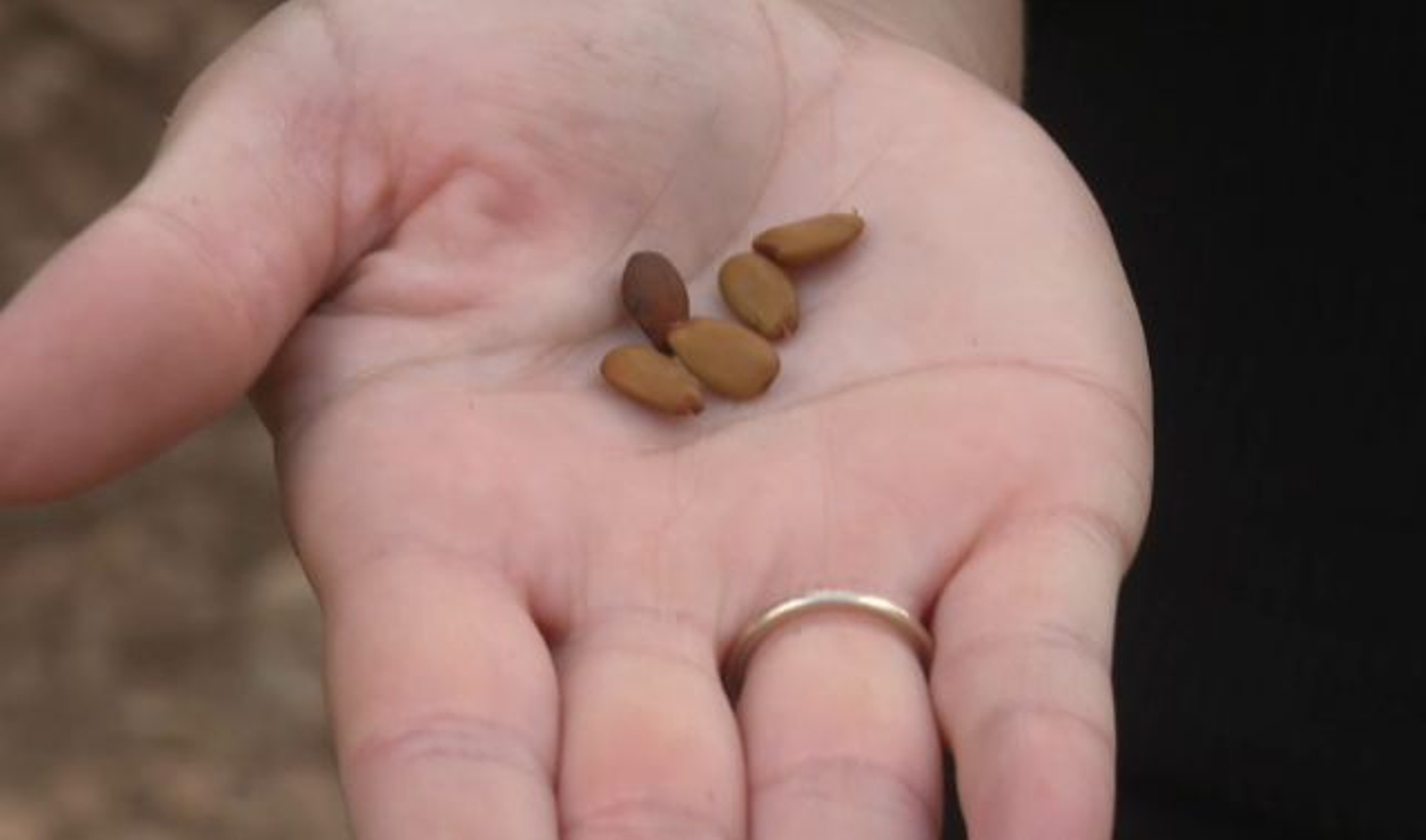 El garrofí, gra de la garrofa